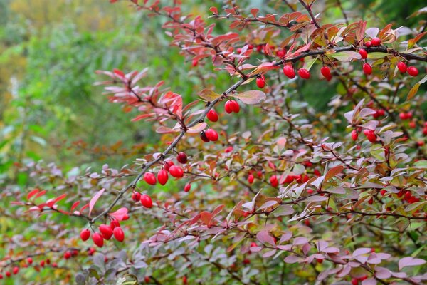 Ripe barberry berries hanging on a branch