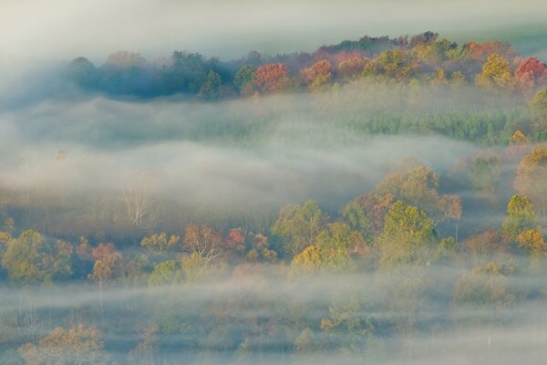 Herbstliche Landschaft. Ein Baum im Nebel