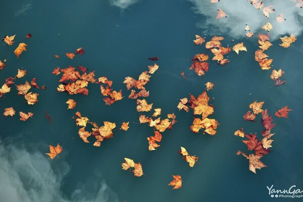 Les feuilles d érable tombées flottent paisiblement