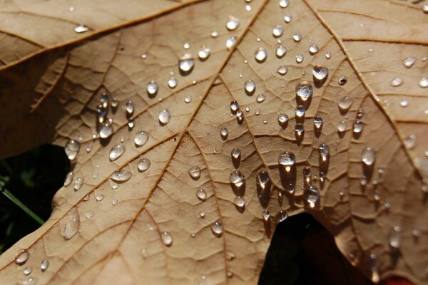 Water falls on dried maple leaf