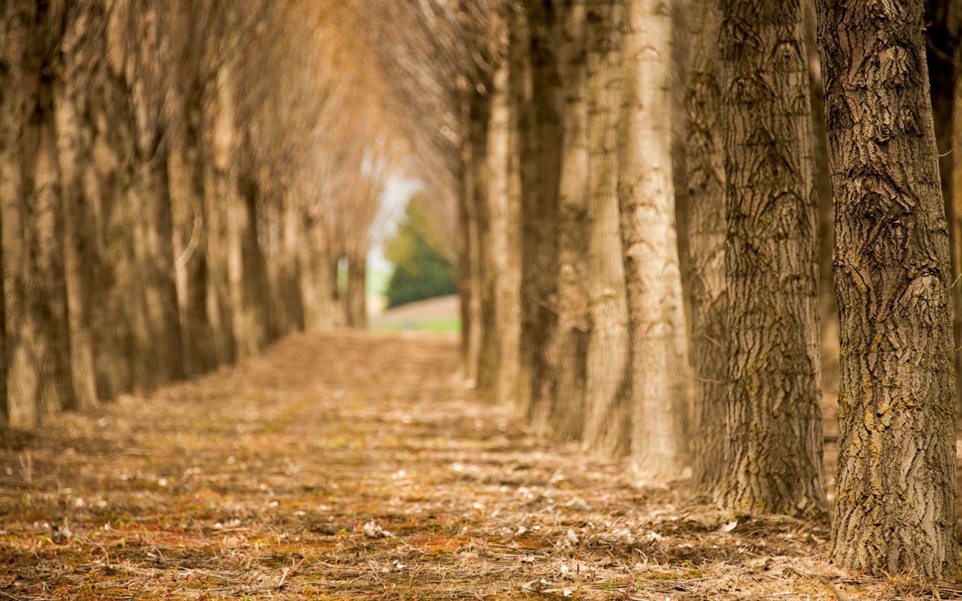 autunno albero di legno natura paesaggio autunno parco all aperto foglia luce guida tronco