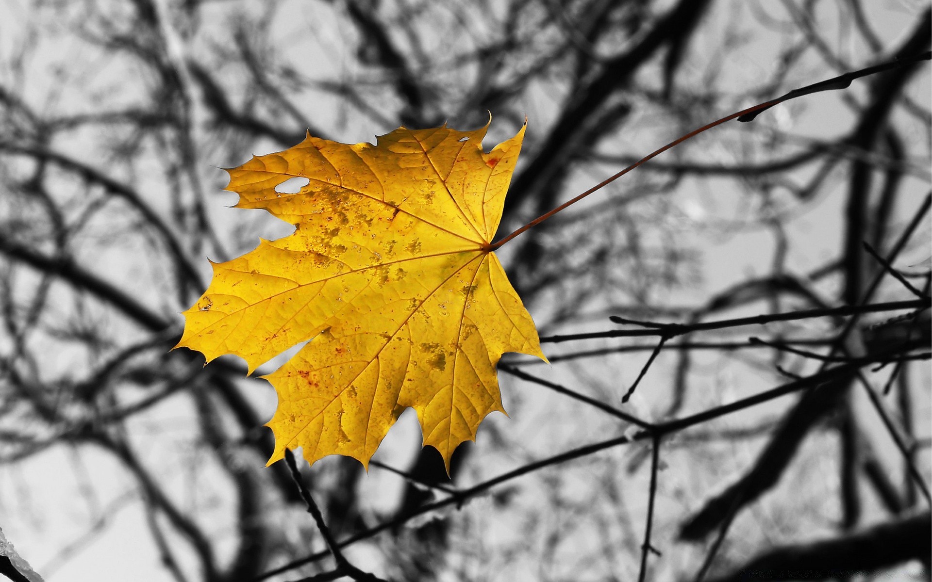 herbst herbst blatt natur holz ahorn holz saison hell im freien filiale gutes wetter park flora farbe veränderung sonne