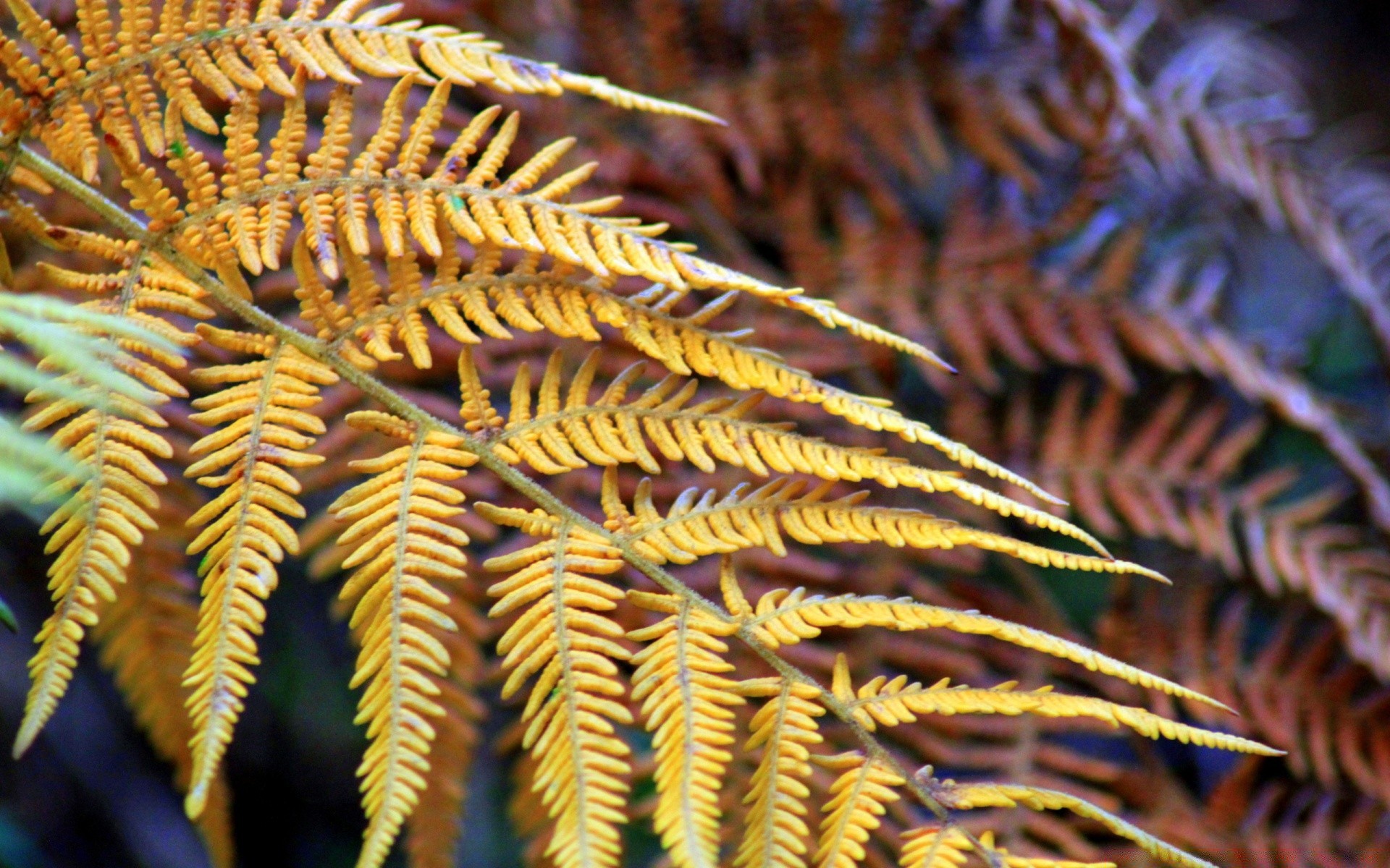 autunno fern flora foglia frond natura modello desktop all aperto albero oro primo piano struttura buccia