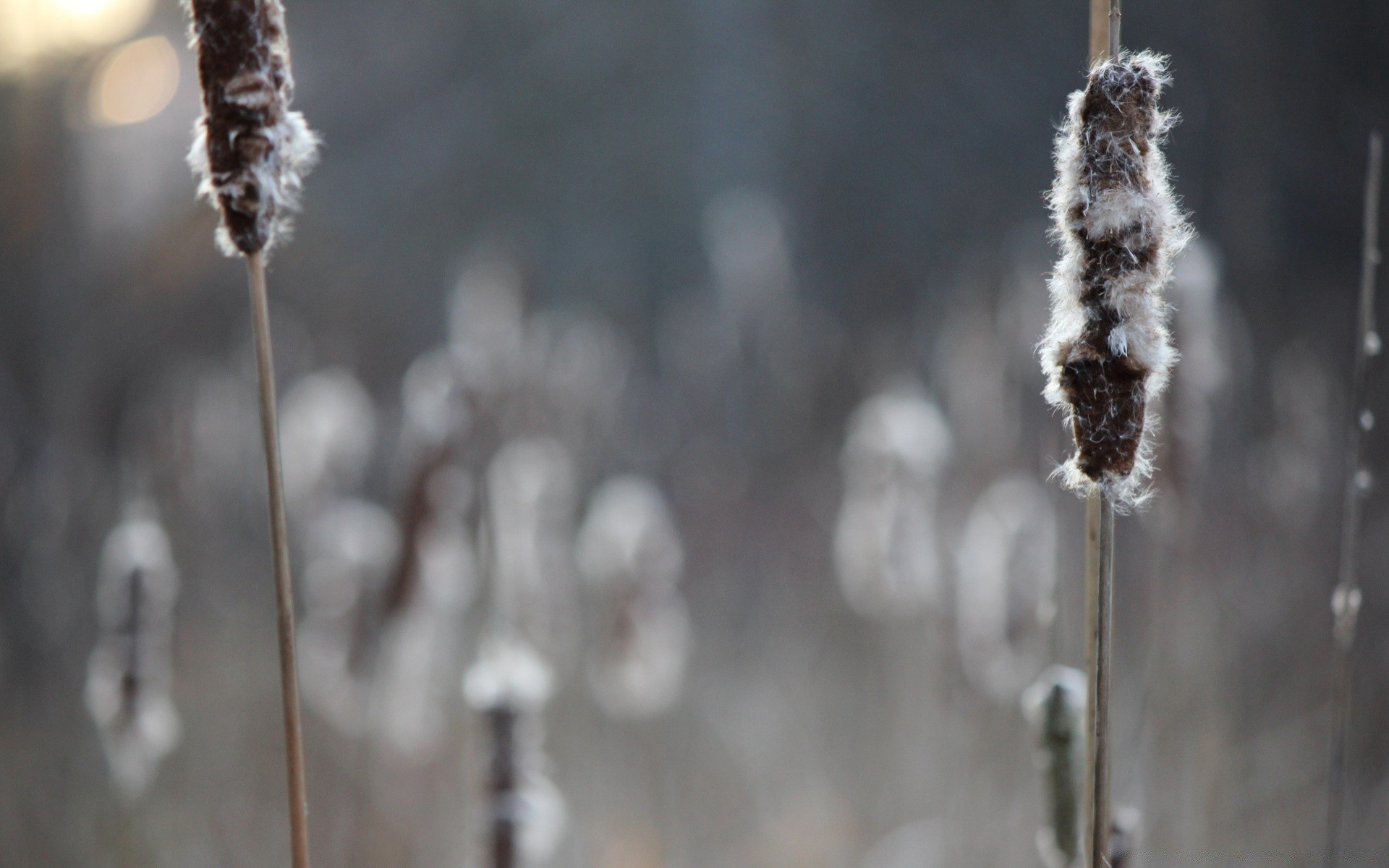 sonbahar frost kış kar doğa buz açık havada donmuş soğuk şube sezon buz saçağı flora çimen güzel hava çiçek yaprak bulanıklık