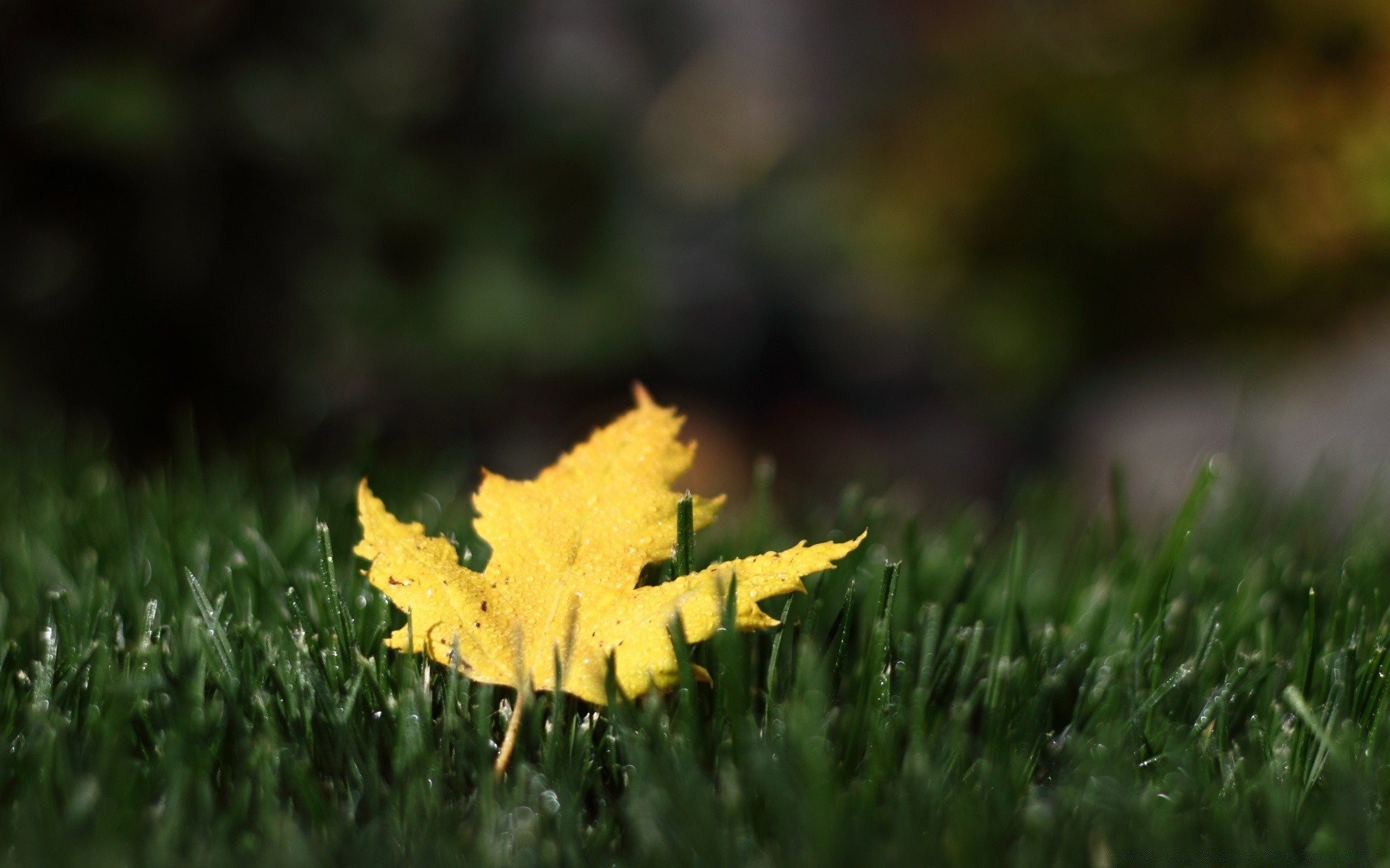 autunno foglia erba natura autunno all aperto legno terra flora crescita stagione luminoso sfocatura bel tempo sole estate giardino rurale prato