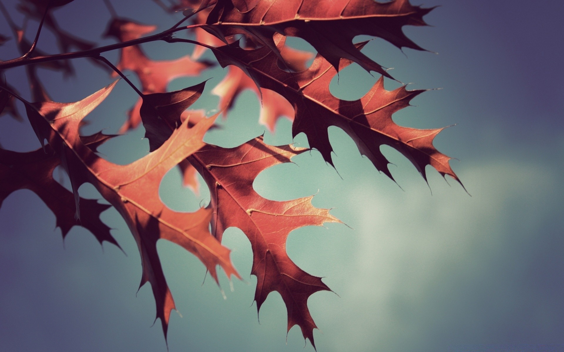 autumn desktop color leaf beautiful tree art