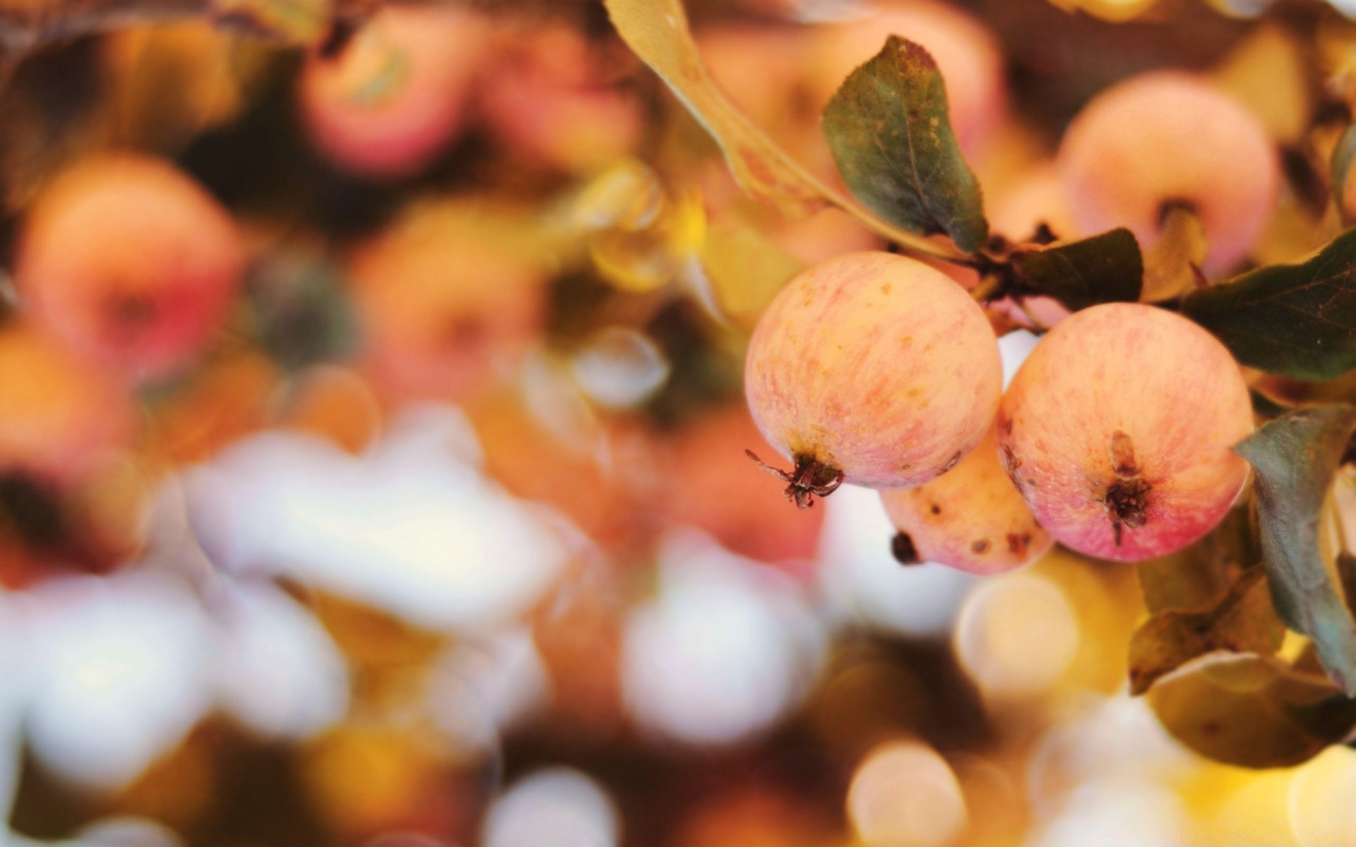 otoño otoño naturaleza fruta color temporada hoja comida desenfoque árbol navidad manzana escritorio grupo brillante pastelería decoración flora