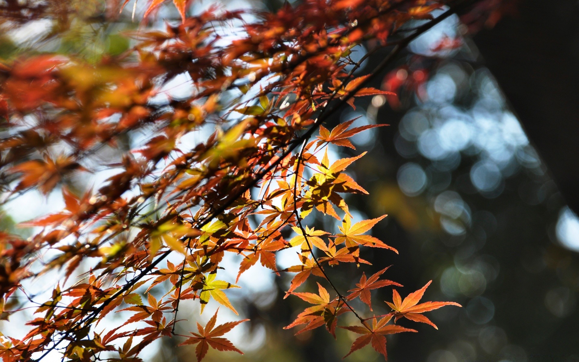 otoño hoja otoño árbol naturaleza al aire libre temporada rama brillante color