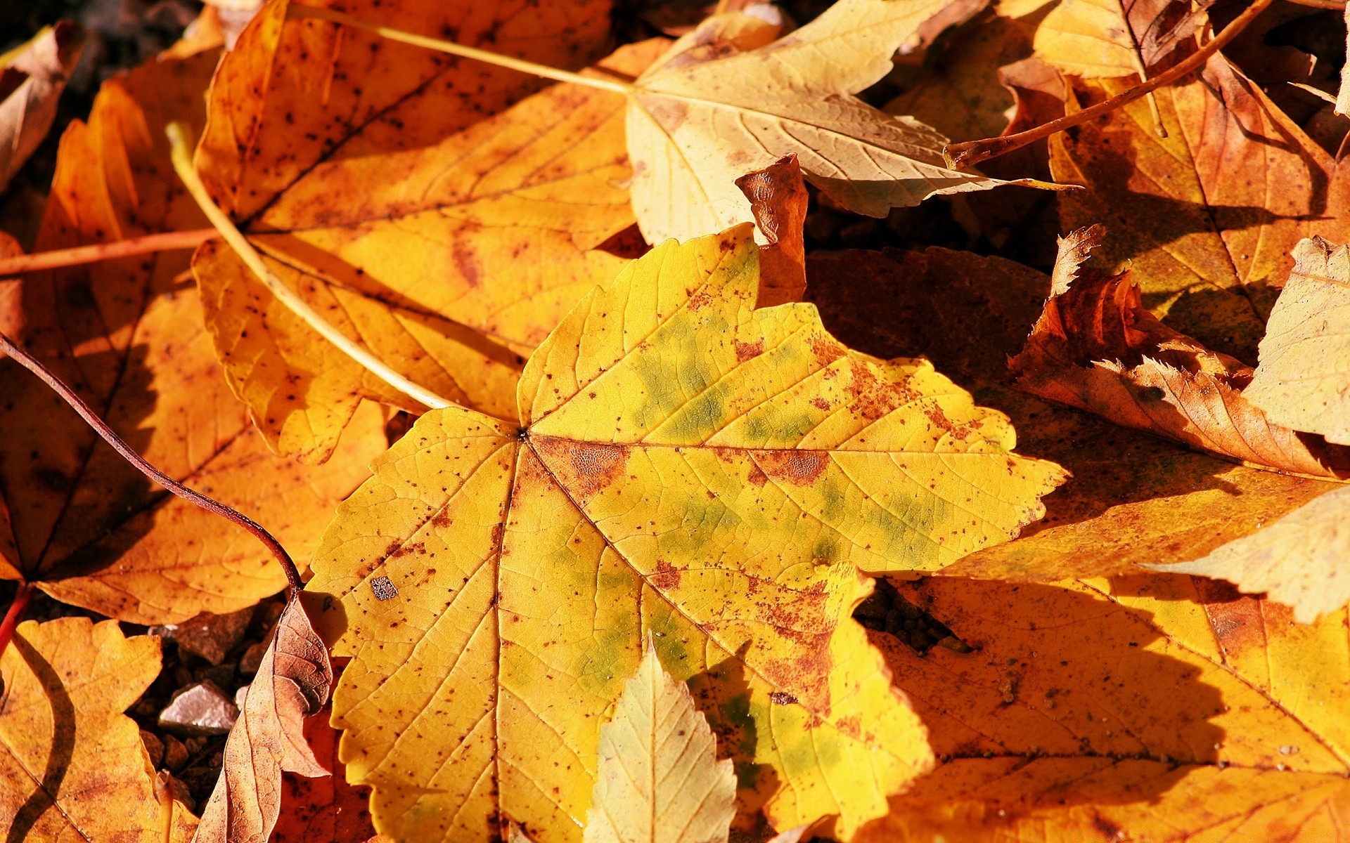 otoño otoño hoja arce cambio temporada brillante flora al aire libre naturaleza madera color acción de gracias oro madera hoja de arce brillante escritorio seco