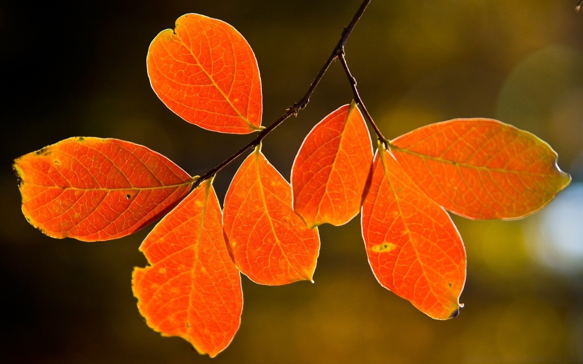 autumn leaf fall nature bright flora tree growth color season branch desktop close-up outdoors