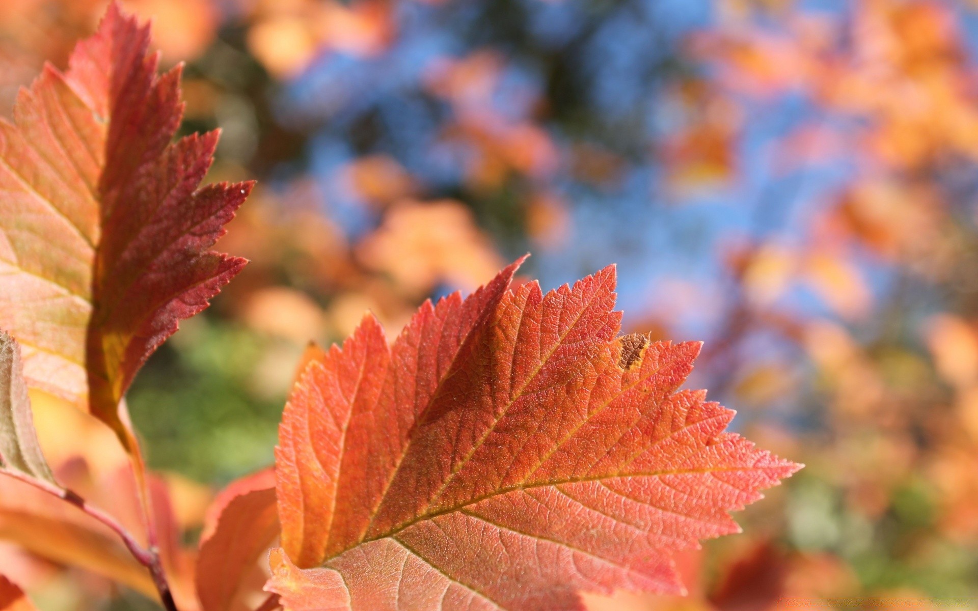 autunno foglia autunno natura all aperto vivid maple flora bel tempo stagione crescita lussureggiante albero di colore di legno