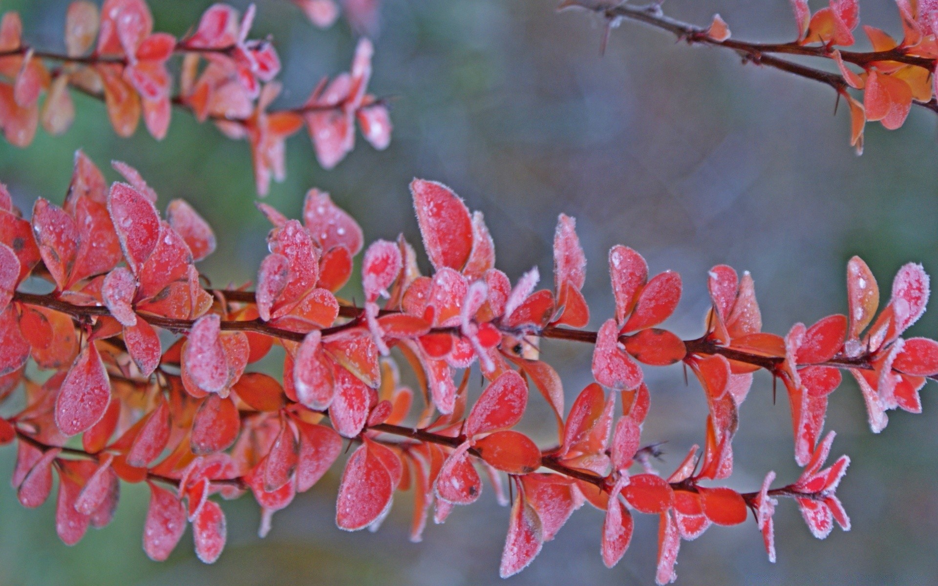 herbst flora natur blume zweig blatt garten baum saison farbe park im freien hell desktop schließen strauch schön blumen dekoration sommer