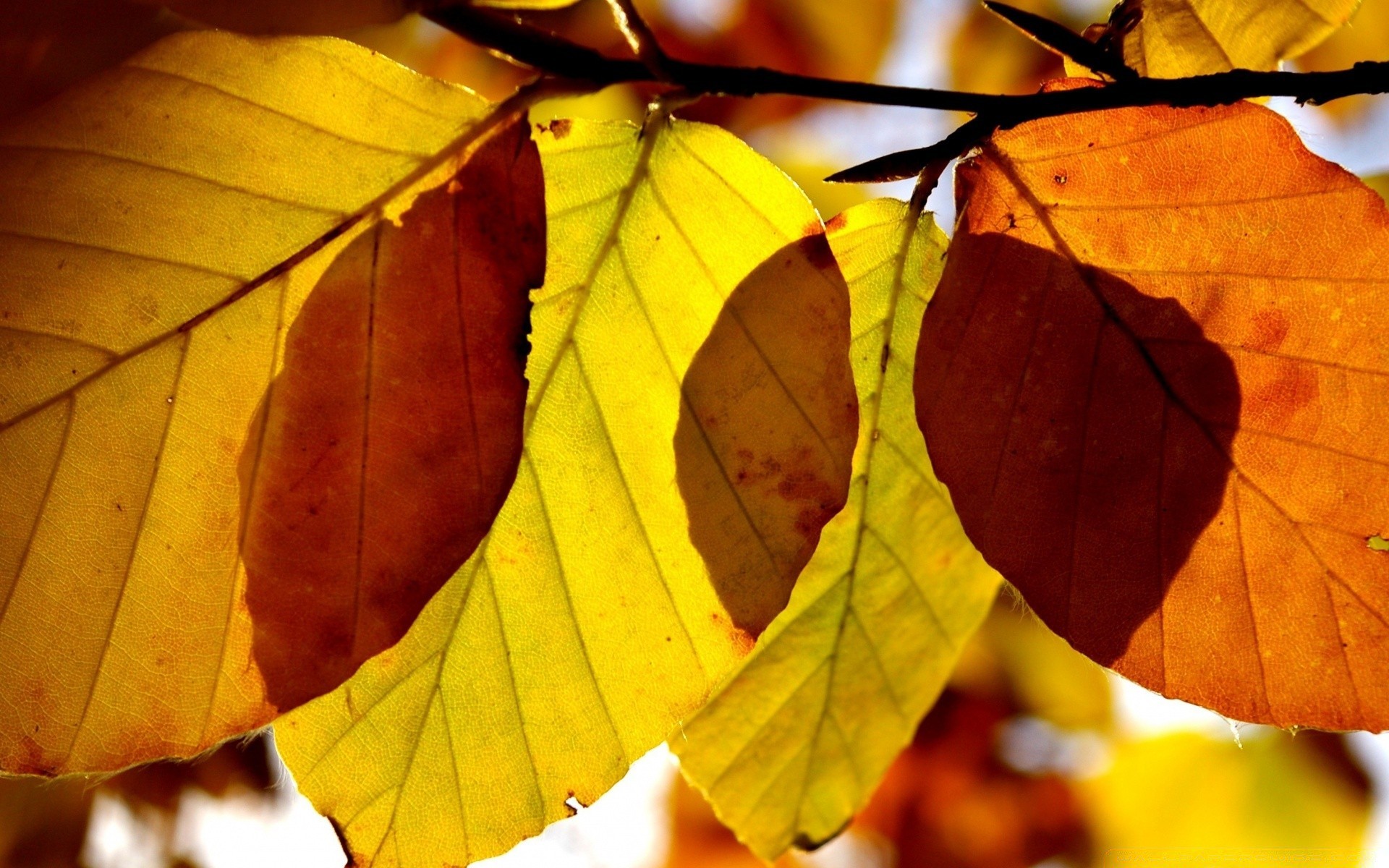 automne automne feuille flore nature saison érable lumineux arbre couleur croissance lumineux branche gros plan à l extérieur bureau lumière veines pluie parc