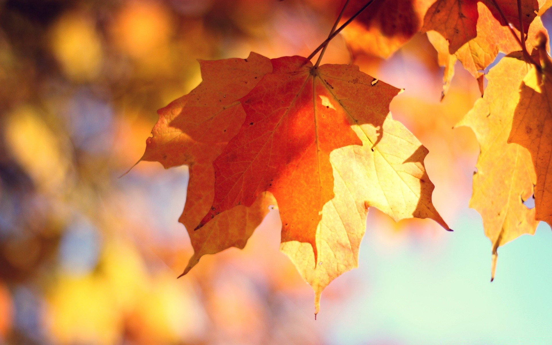 herbst herbst blatt ahorn natur saison hell holz flora farbe im freien gold filiale gutes wetter veränderung hell desktop licht holz park