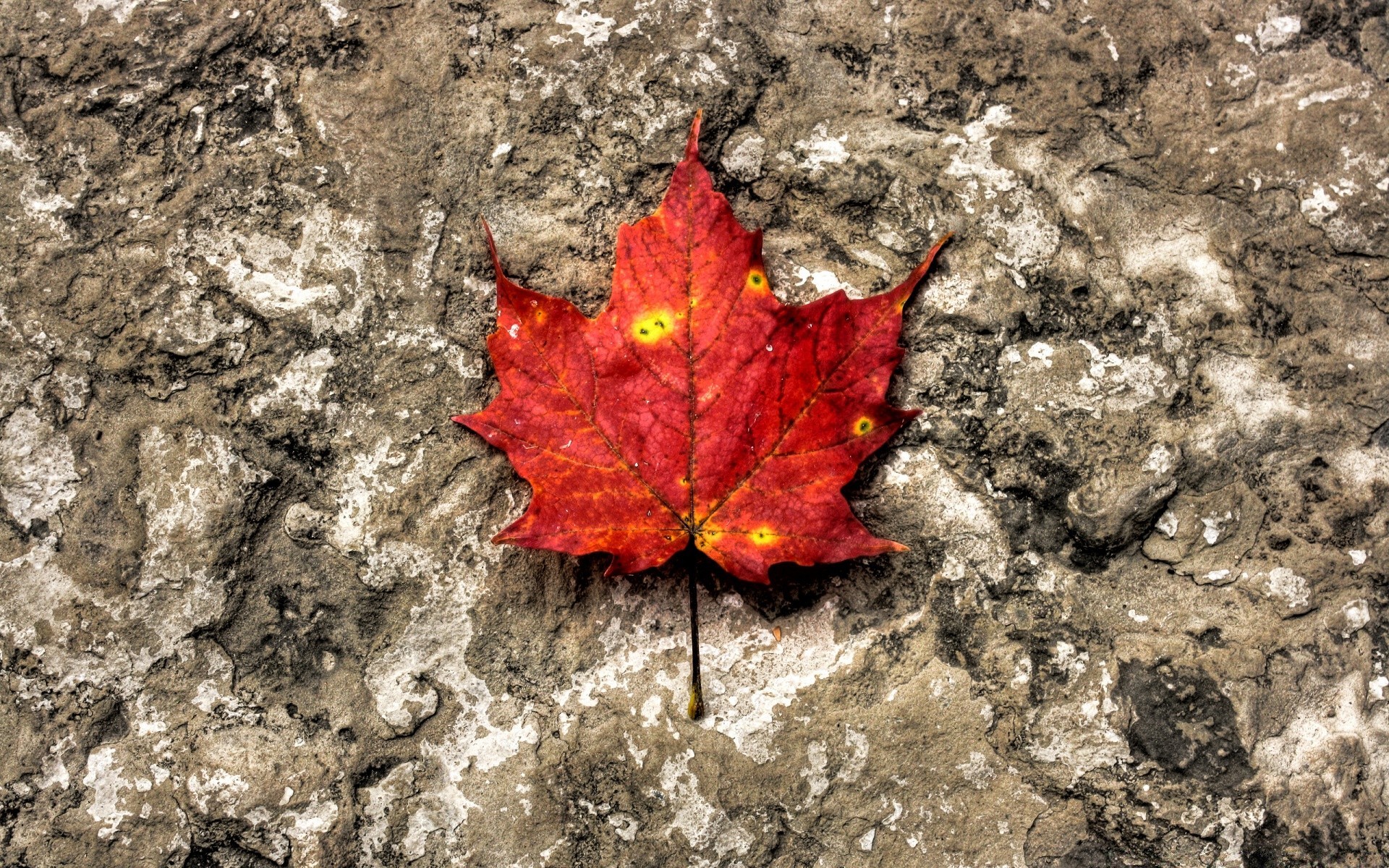 autumn nature leaf outdoors fall ground flora environment season desktop