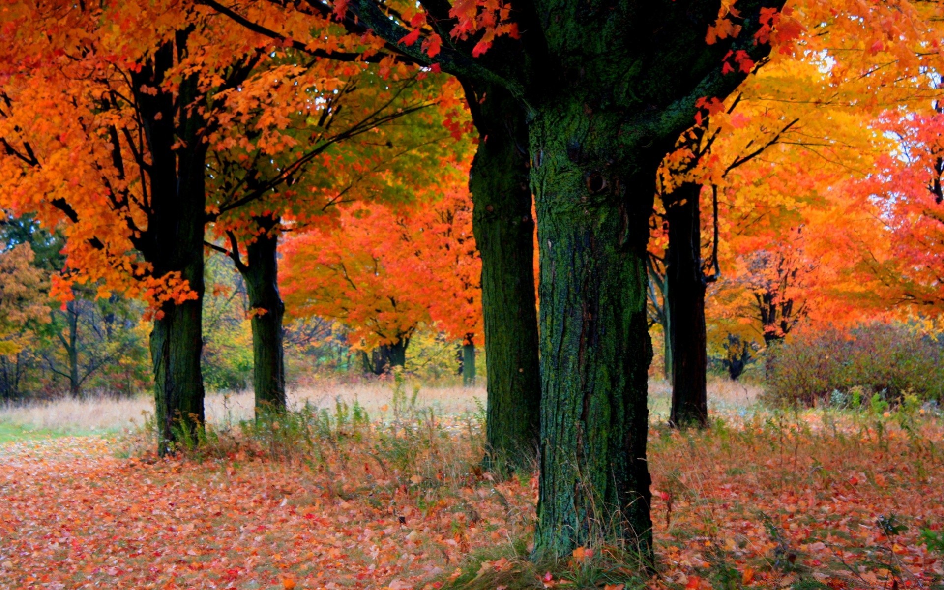 herbst herbst blatt holz ahorn park holz landschaft natur saison im freien landschaftlich landschaft gasse tageslicht üppig