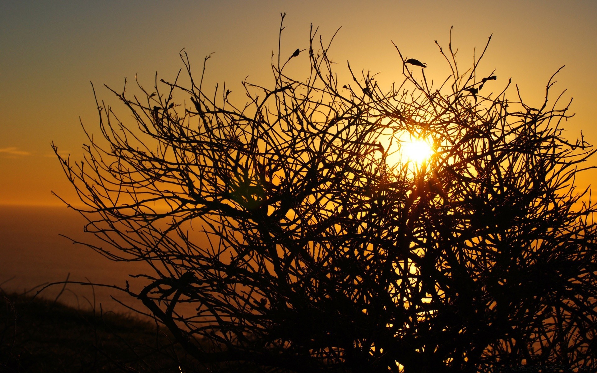 autunno tramonto alba natura sole albero sera paesaggio cielo crepuscolo bel tempo asciutto all aperto silhouette oro illuminato ramo luce autunno luminoso