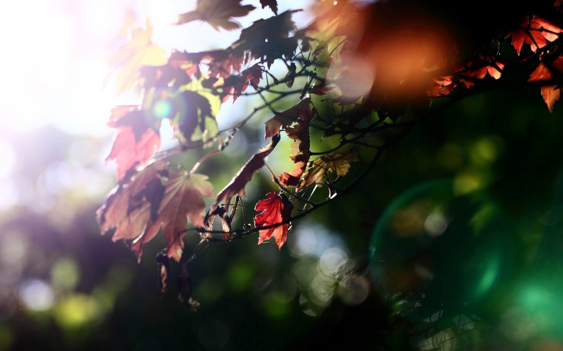 autunno foglia sfocatura sole luce albero natura bel tempo autunno fiore legno all aperto