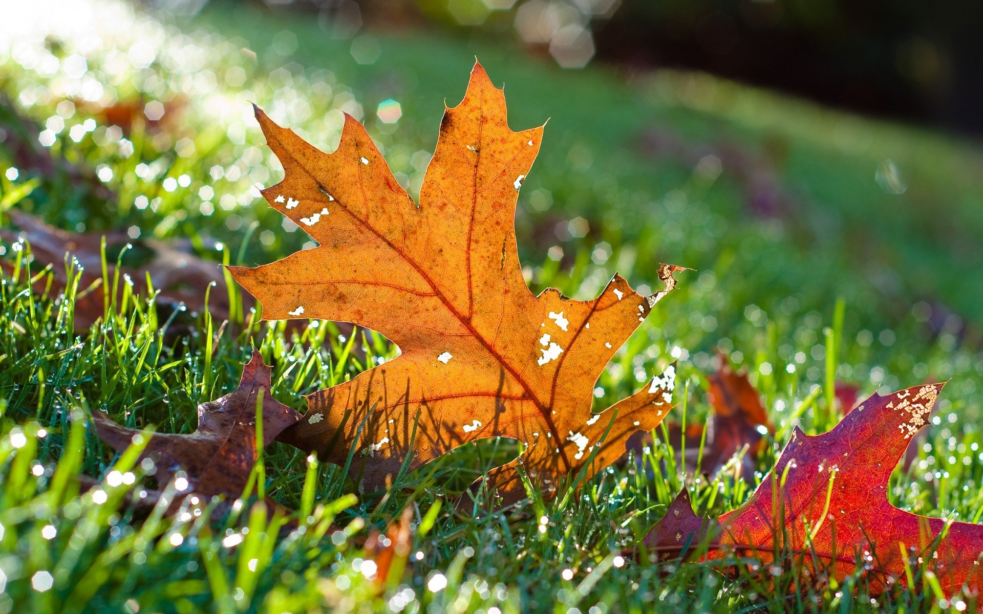 herbst blatt herbst natur flora saison im freien ahorn hell holz gras wachstum farbe garten üppig umwelt park gutes wetter holz hell