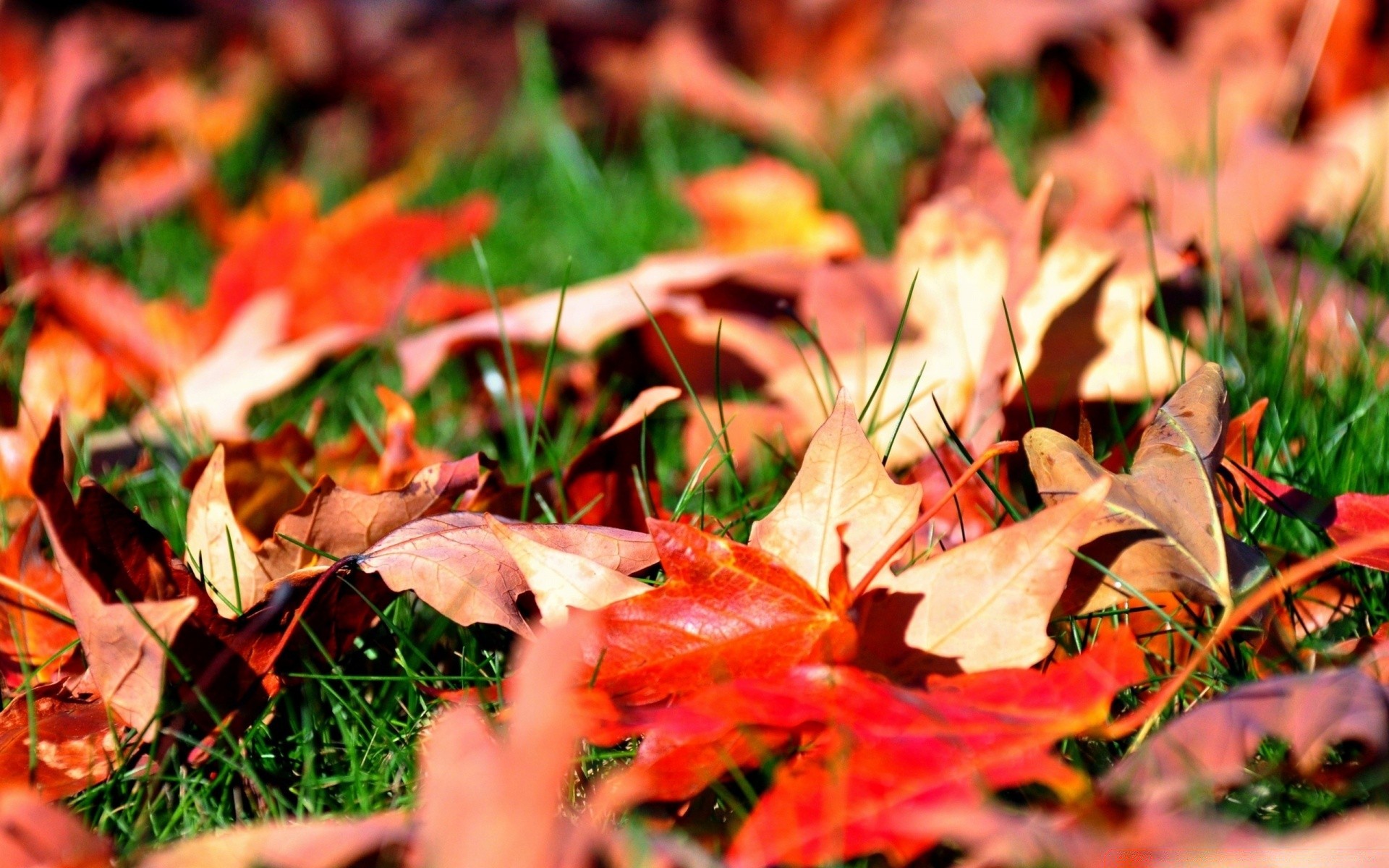 autumn fall leaf season maple nature tree flora bright color park gold outdoors grass ground wood close-up change vibrant