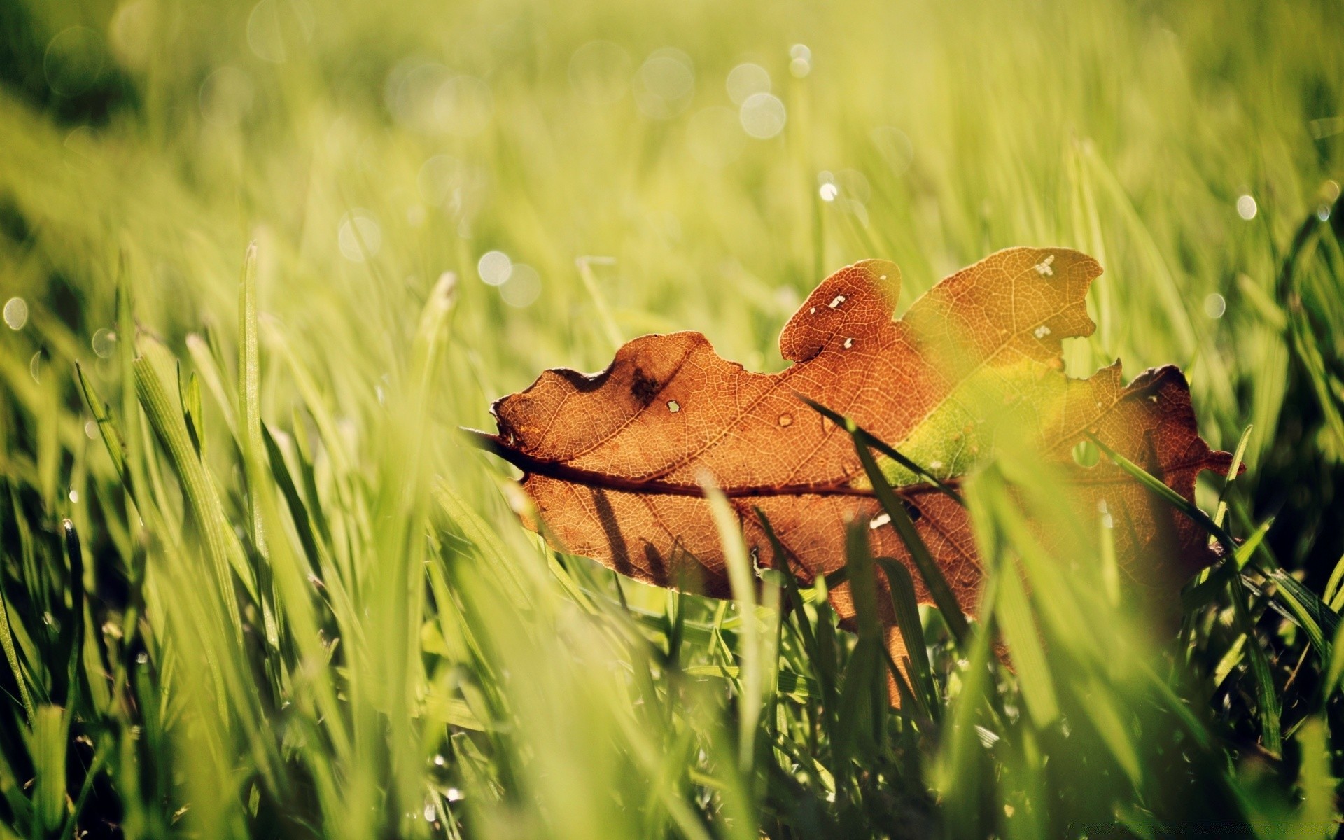 automne herbe nature été à l extérieur champ foin nourriture croissance pâturage flore