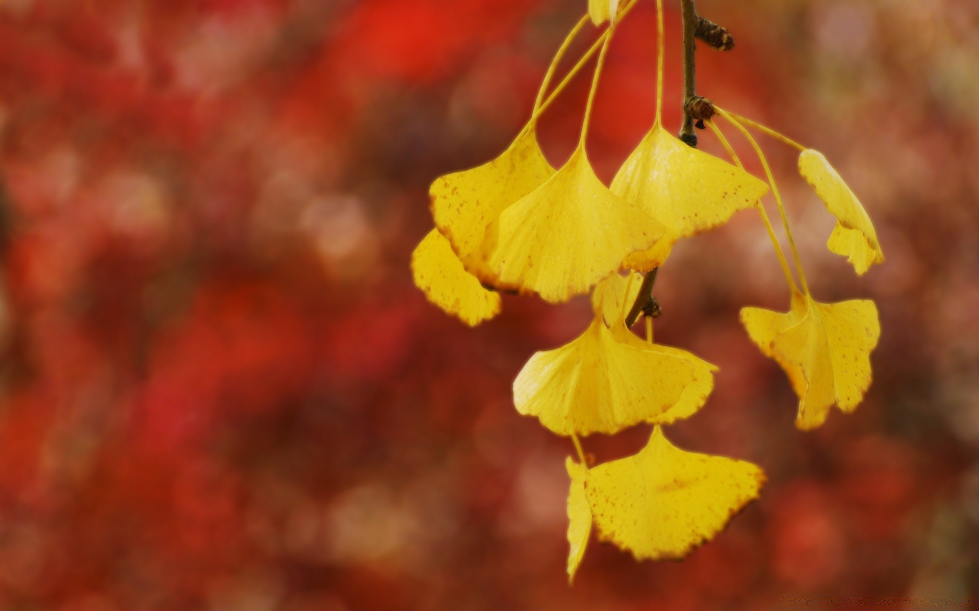 automne feuille automne nature saison flore arbre hiver à l extérieur couleur lumineux