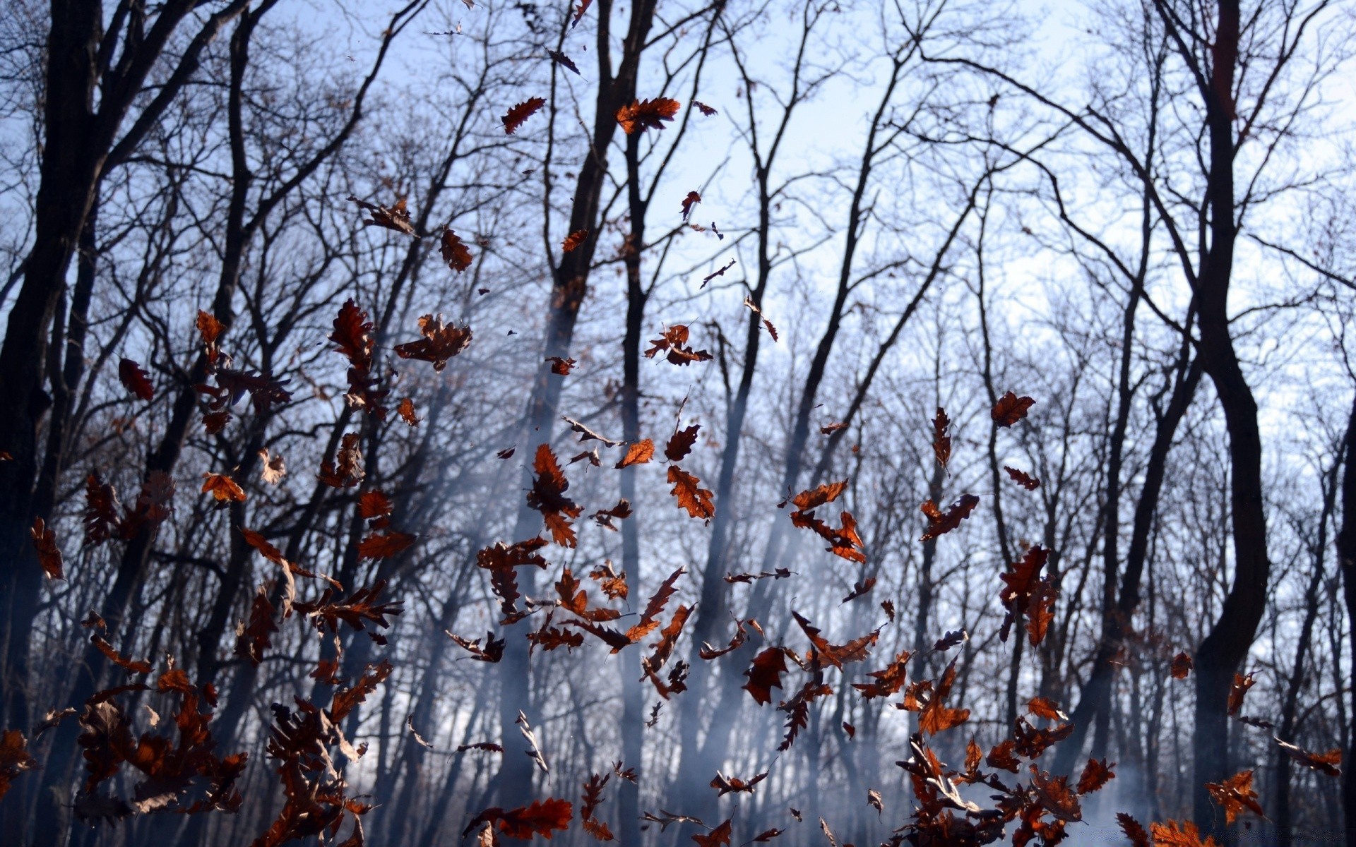 otoño árbol temporada rama naturaleza otoño hoja madera invierno al aire libre paisaje clima parque heladas flora escritorio medio ambiente nieve frío buen tiempo