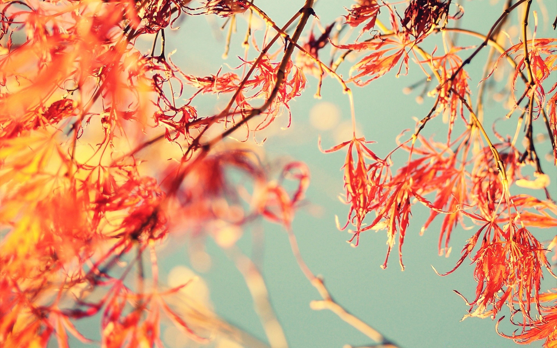 autumn nature leaf flora fall bright branch tree outdoors season color garden desktop flower close-up