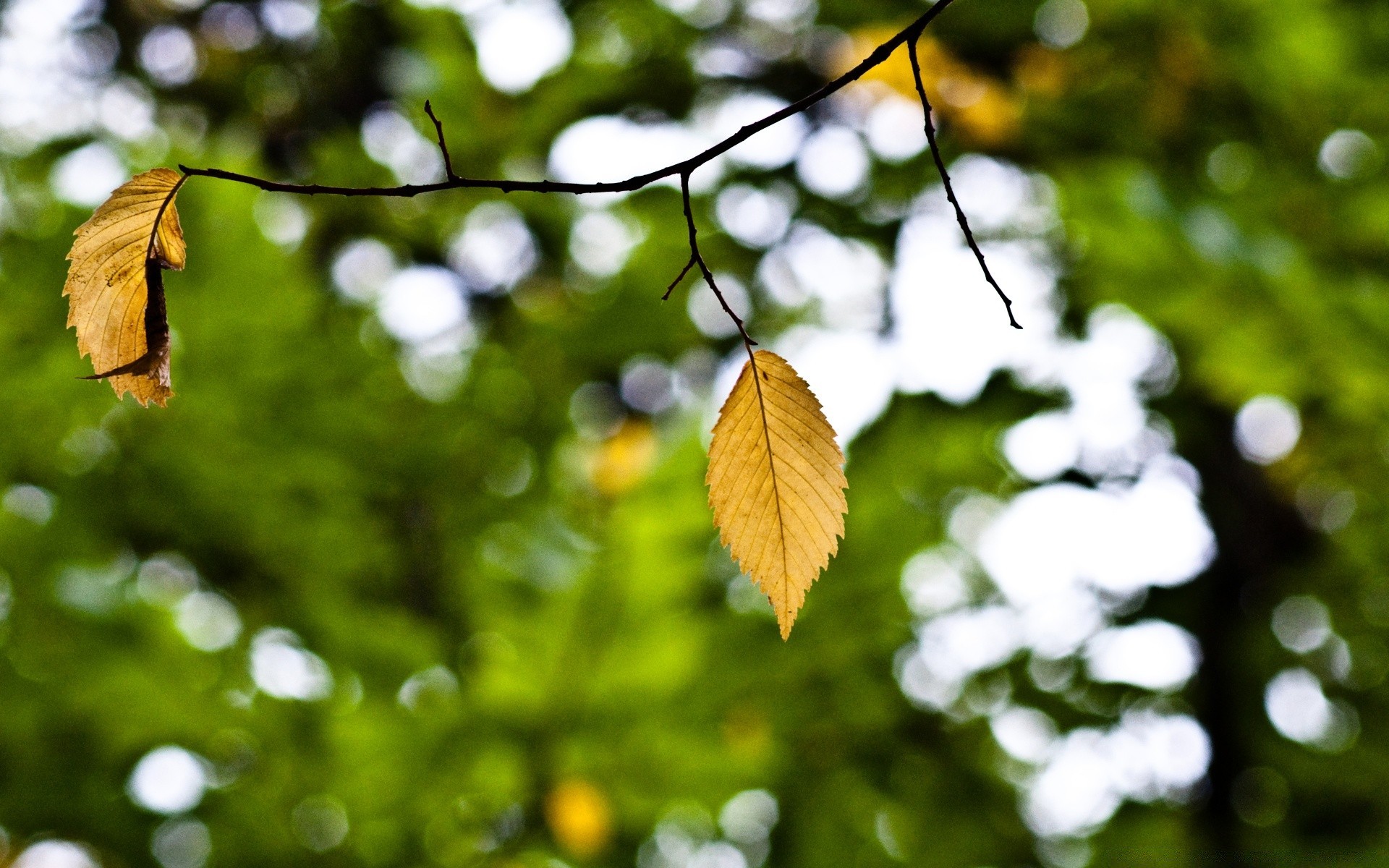 herbst blatt natur baum flora garten holz farbe sommer licht hell sonne im freien filiale medium schließen wachstum desktop gutes wetter jahreszeit