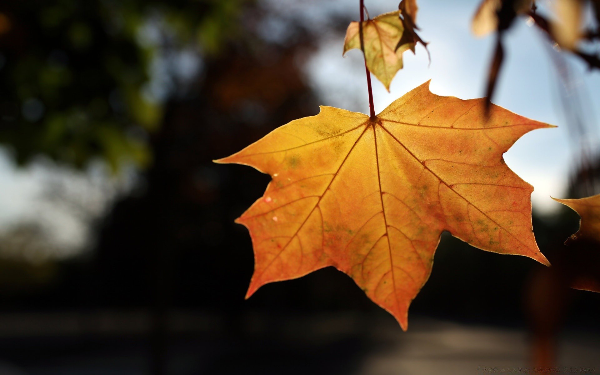 autumn leaf fall maple tree nature bright season color outdoors flora desktop gold