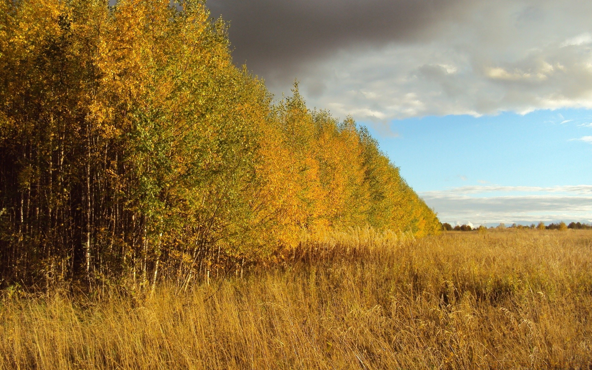 otoño paisaje otoño árbol naturaleza madera al aire libre amanecer campo hoja rural cielo escénico medio ambiente niebla oro buen tiempo hierba temporada