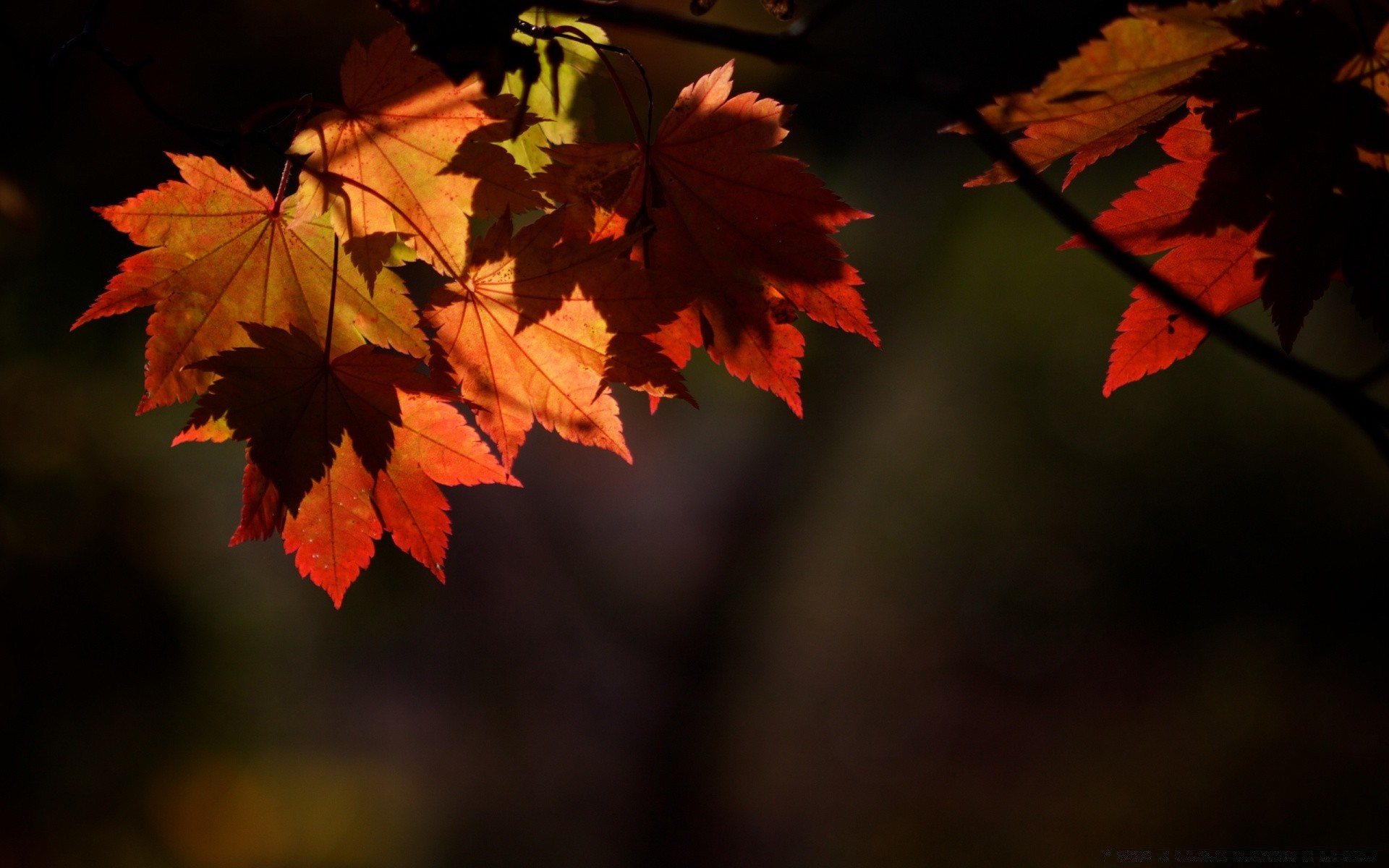 autumn leaf fall maple nature outdoors bright flora change lush light wood tree