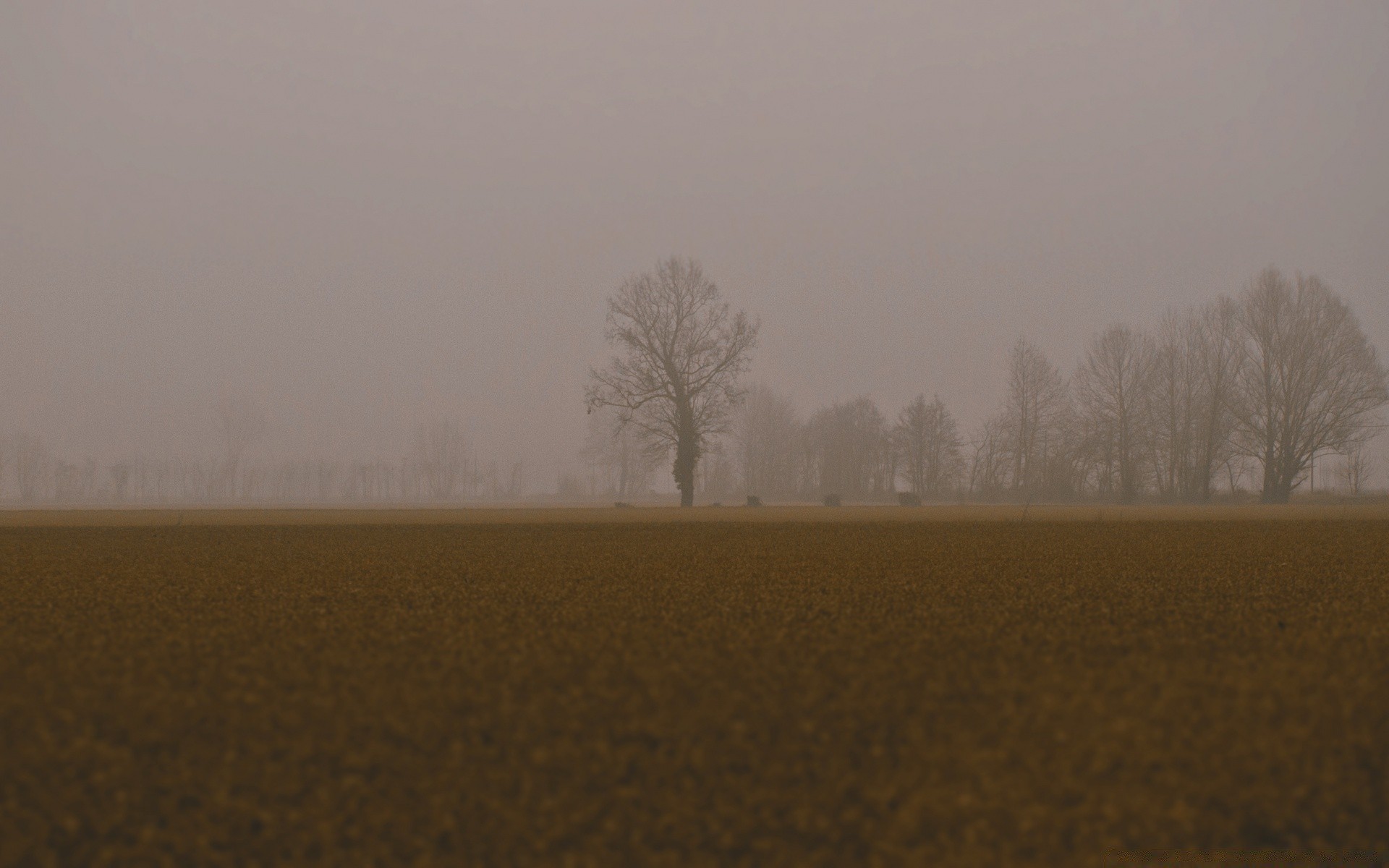 autumn fog landscape mist dawn weather tree backlit sunset fall winter light nature haze outdoors sky storm sun alone