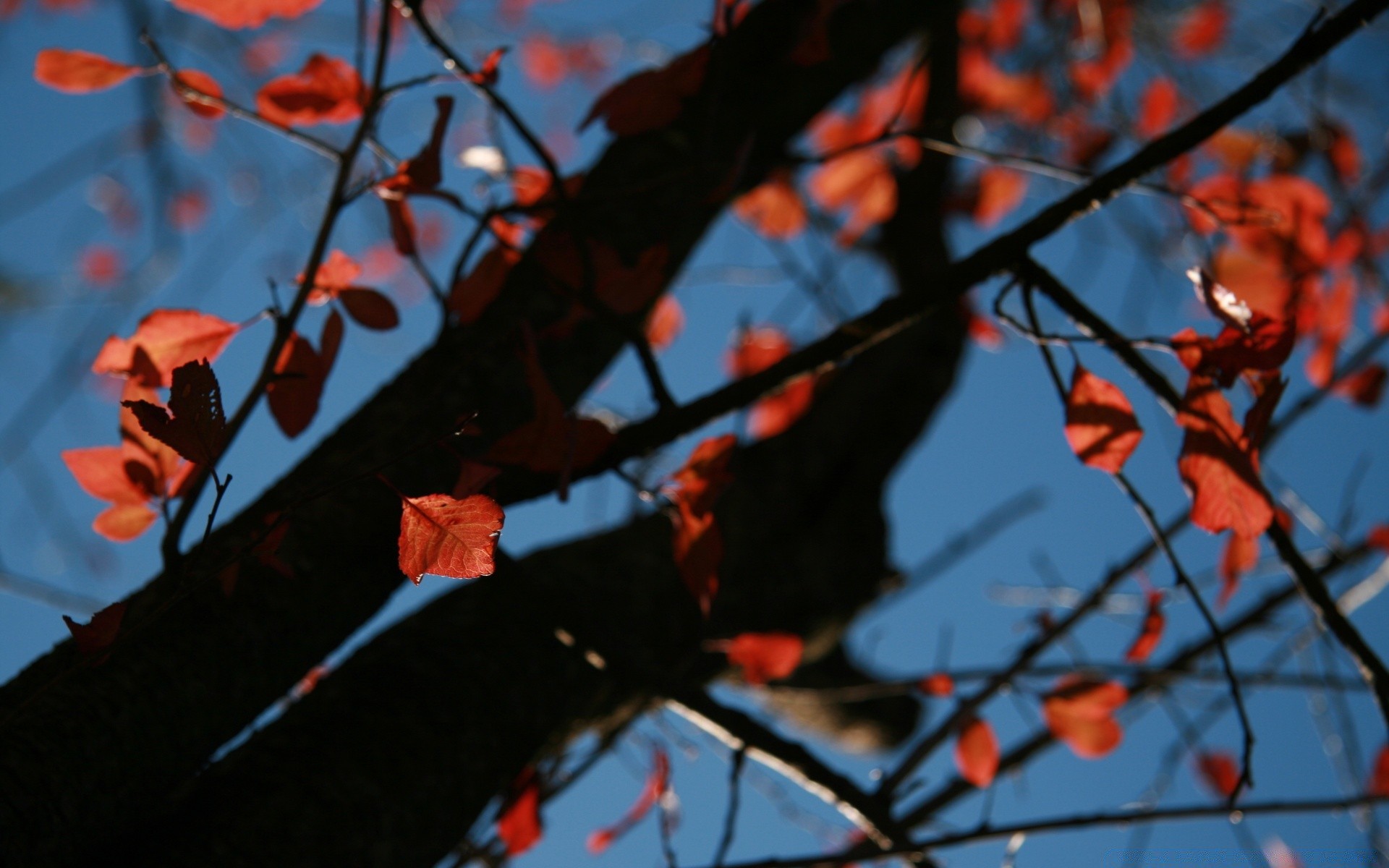 autunno albero ramo foglia fiore all aperto autunno parco inverno colore stagione paesaggio luce natura