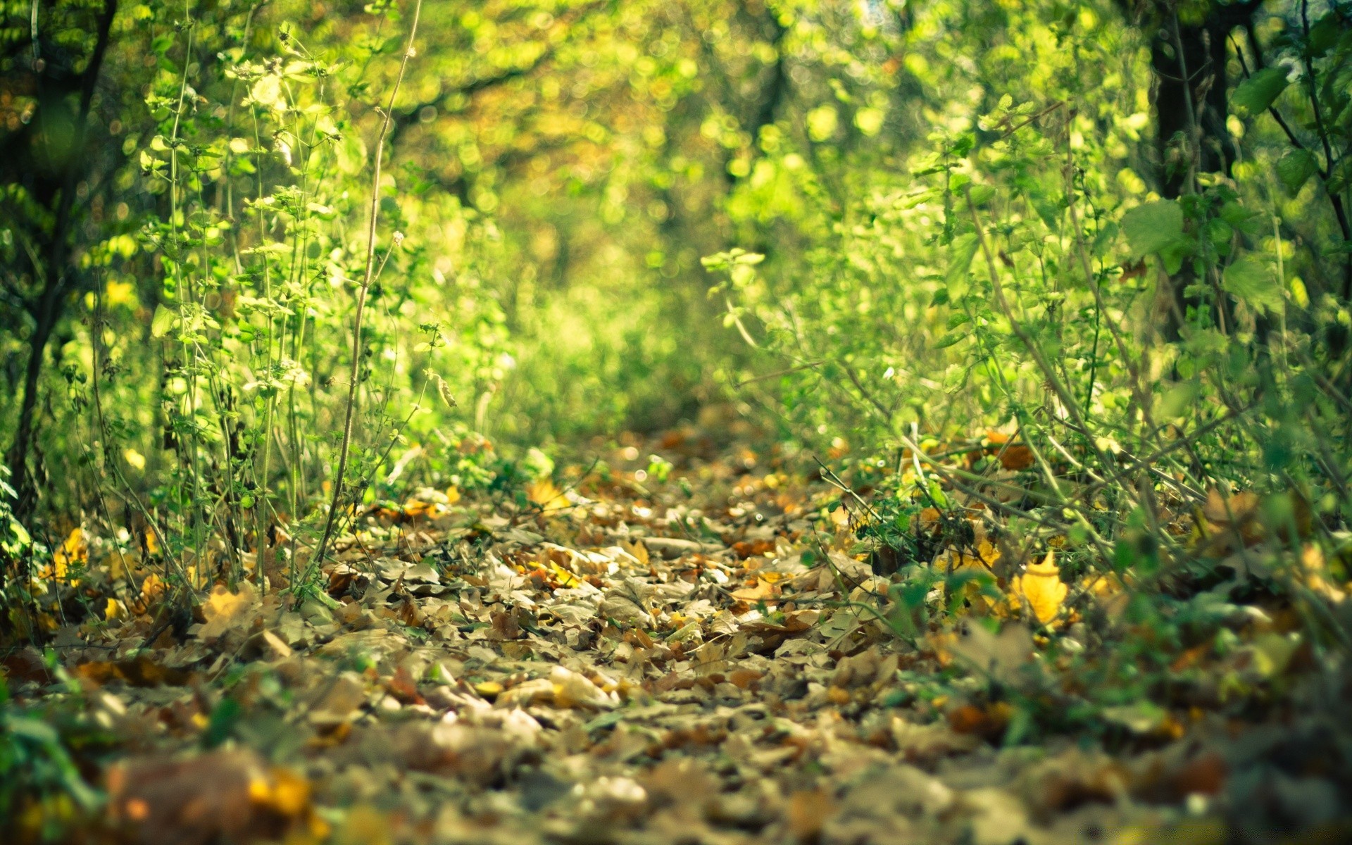 sonbahar doğa yaprak açık havada flora güzel hava yaz ahşap büyüme parlak masaüstü güneş sezon manzara çiçek bahçe çimen şafak park çevre