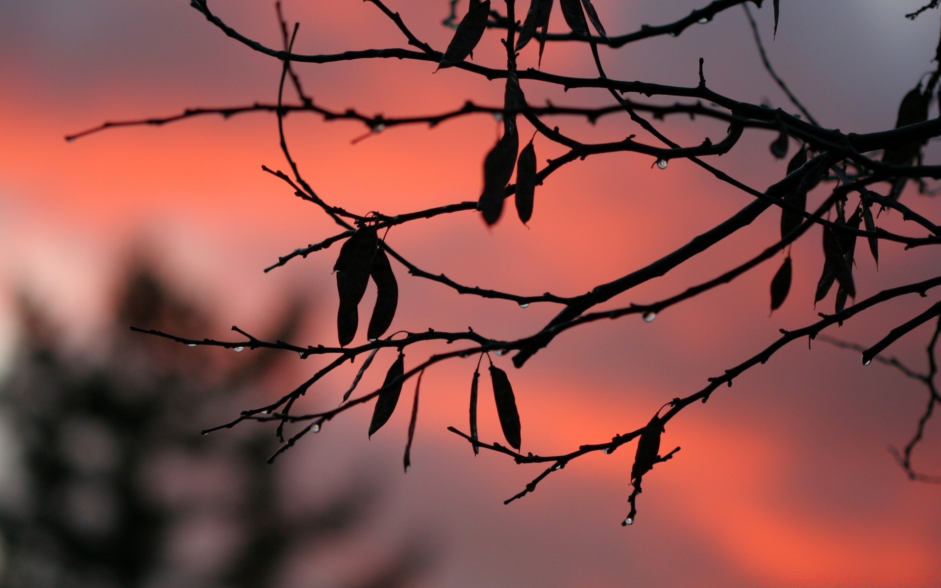 herbst dämmerung sonnenuntergang baum silhouette natur sonne himmel vogel zweig landschaft licht beleuchtet