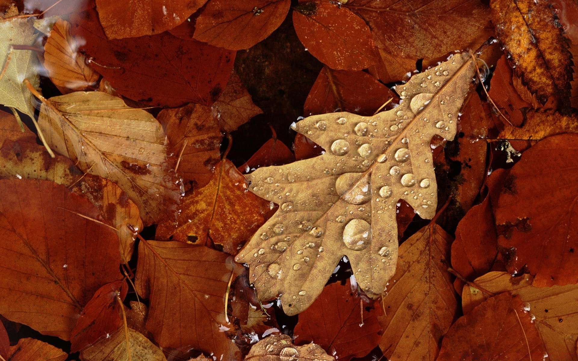 automne automne feuille nature bois bois érable sec alimentaire or