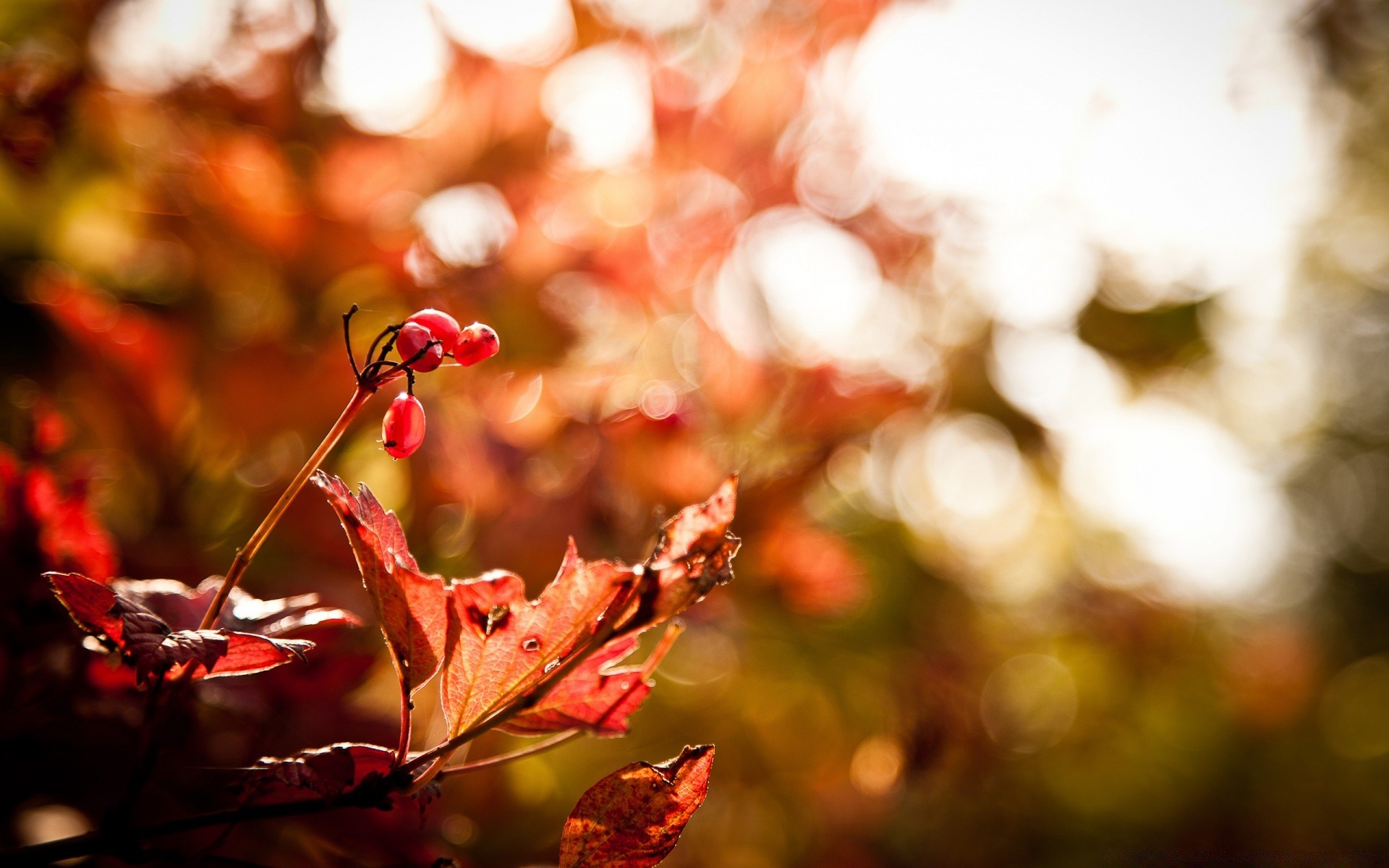 herbst blatt herbst natur baum farbe saison flora hell unschärfe garten park im freien