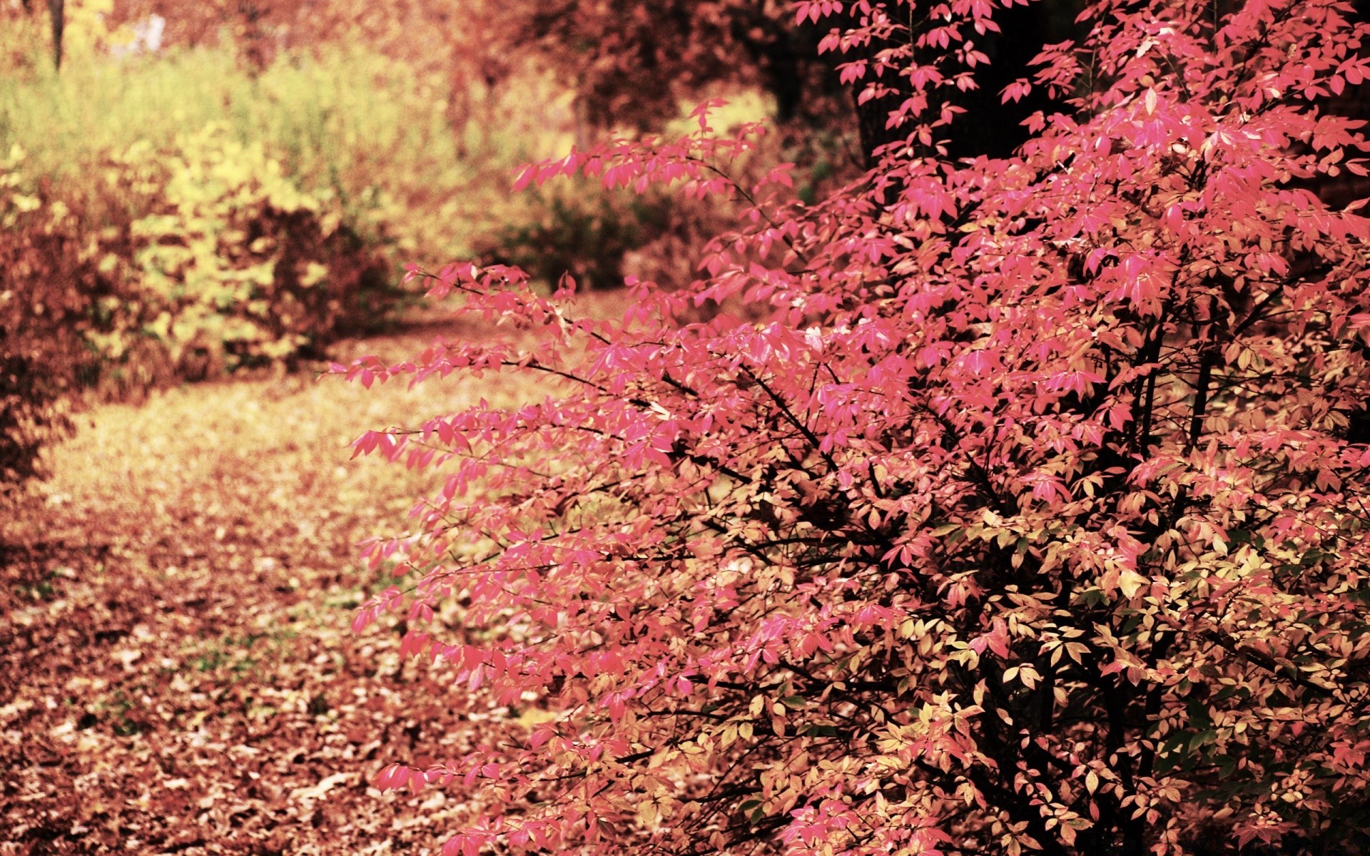 herbst blatt baum saison natur herbst park im freien flora landschaft filiale holz hell wachstum ahorn farbe gutes wetter medium szene