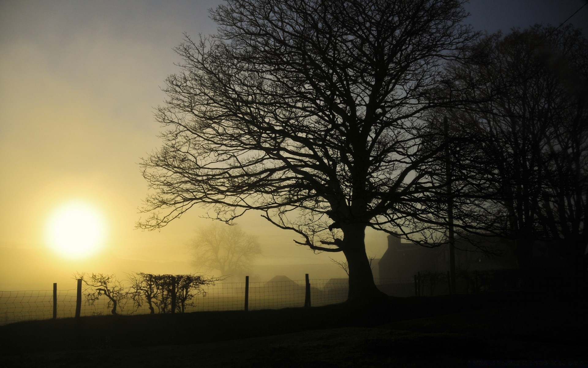 automne aube arbre brouillard paysage soleil coucher de soleil brouillard automne nature silhouette bois unique hiver rétro-éclairé beau temps soir lumière météo branche