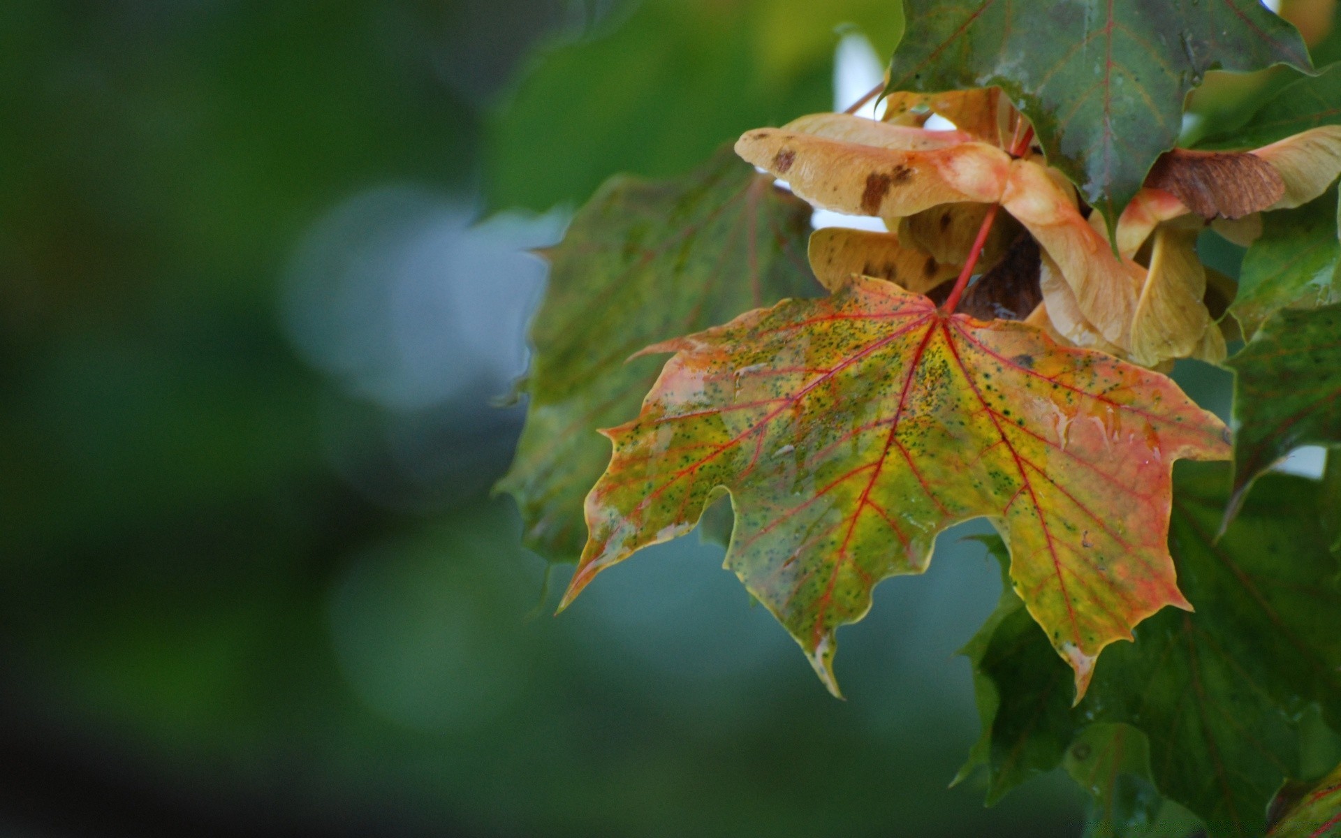 jesień liść natura jesień flora na zewnątrz sezon drzewo żywe zbliżenie kolor klon wzrost