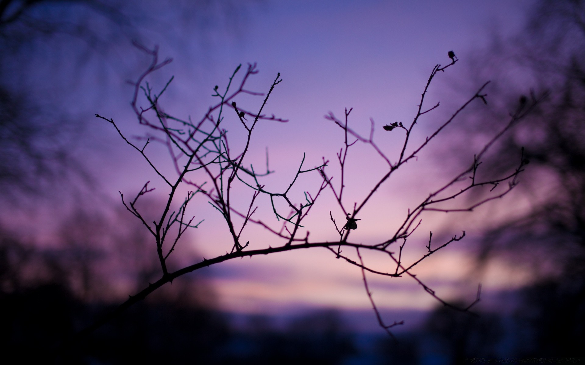 otoño árbol paisaje silueta naturaleza cielo amanecer atardecer rama invierno iluminado luz tiempo noche otoño escritorio madera oscuro crepúsculo sol