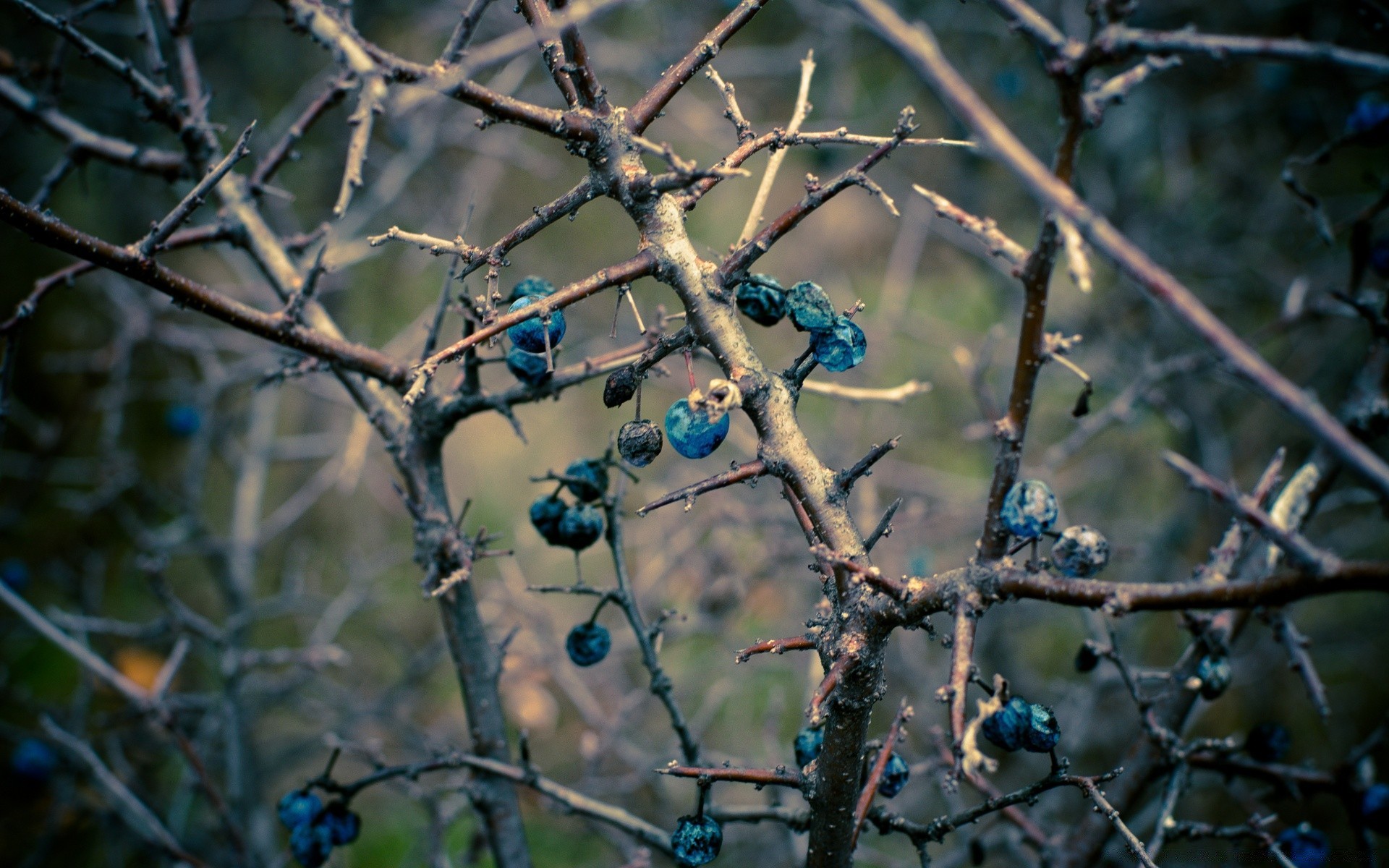 autumn tree bird nature desktop outdoors branch color