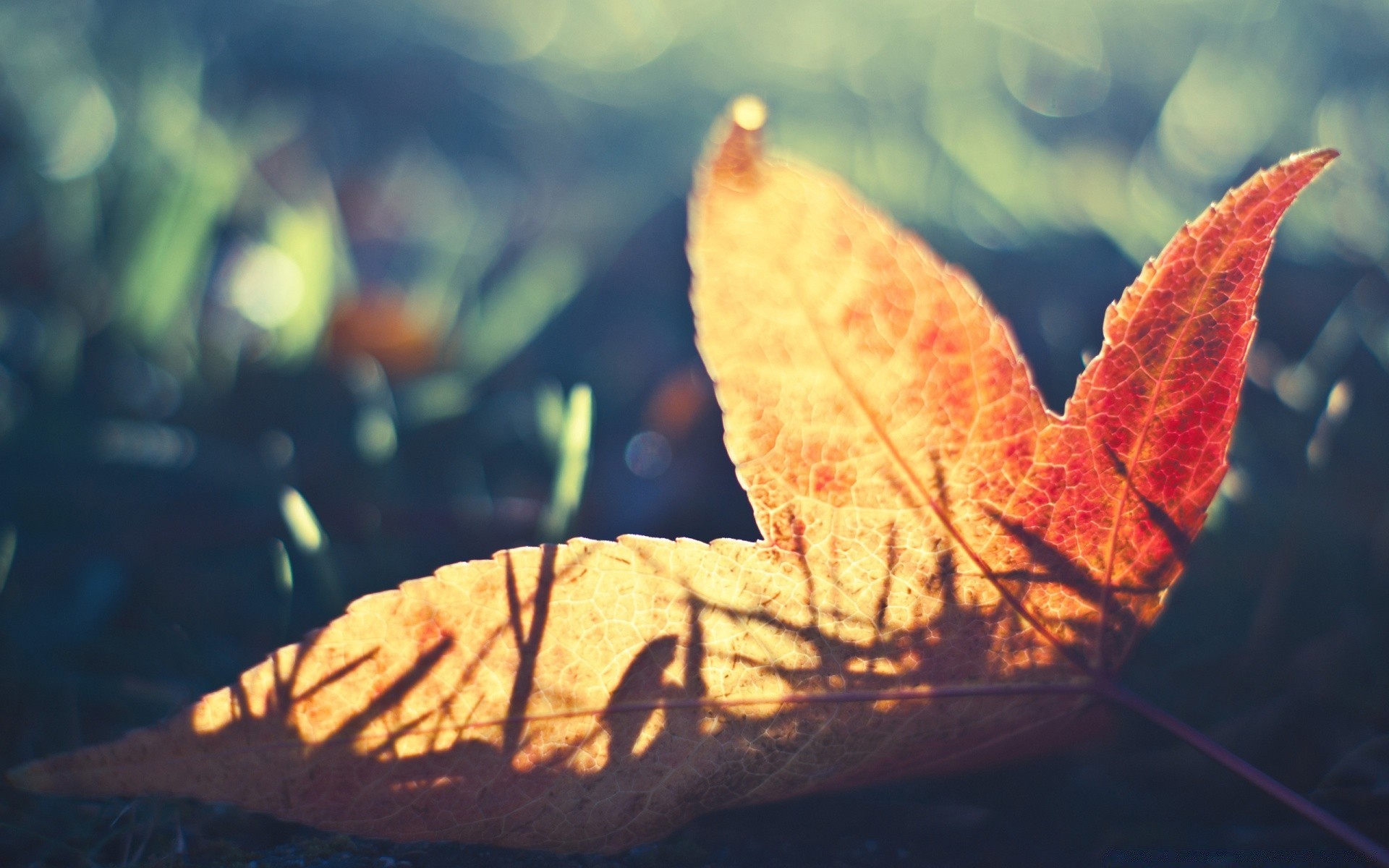 herbst herbst blatt ahorn im freien holz natur licht flora farbe holz gold dämmerung wasser gutes wetter hell jahreszeit park sonne