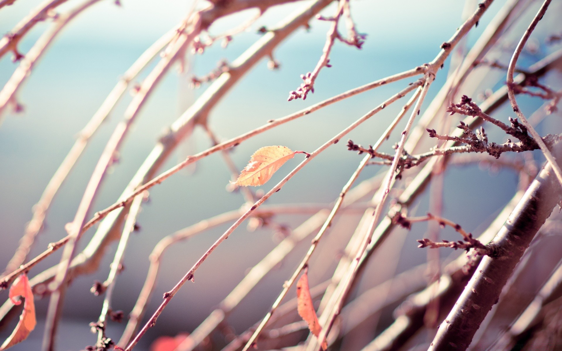 autumn nature flora sky leaf winter outdoors tree branch garden park sharp fall dof dew flower color