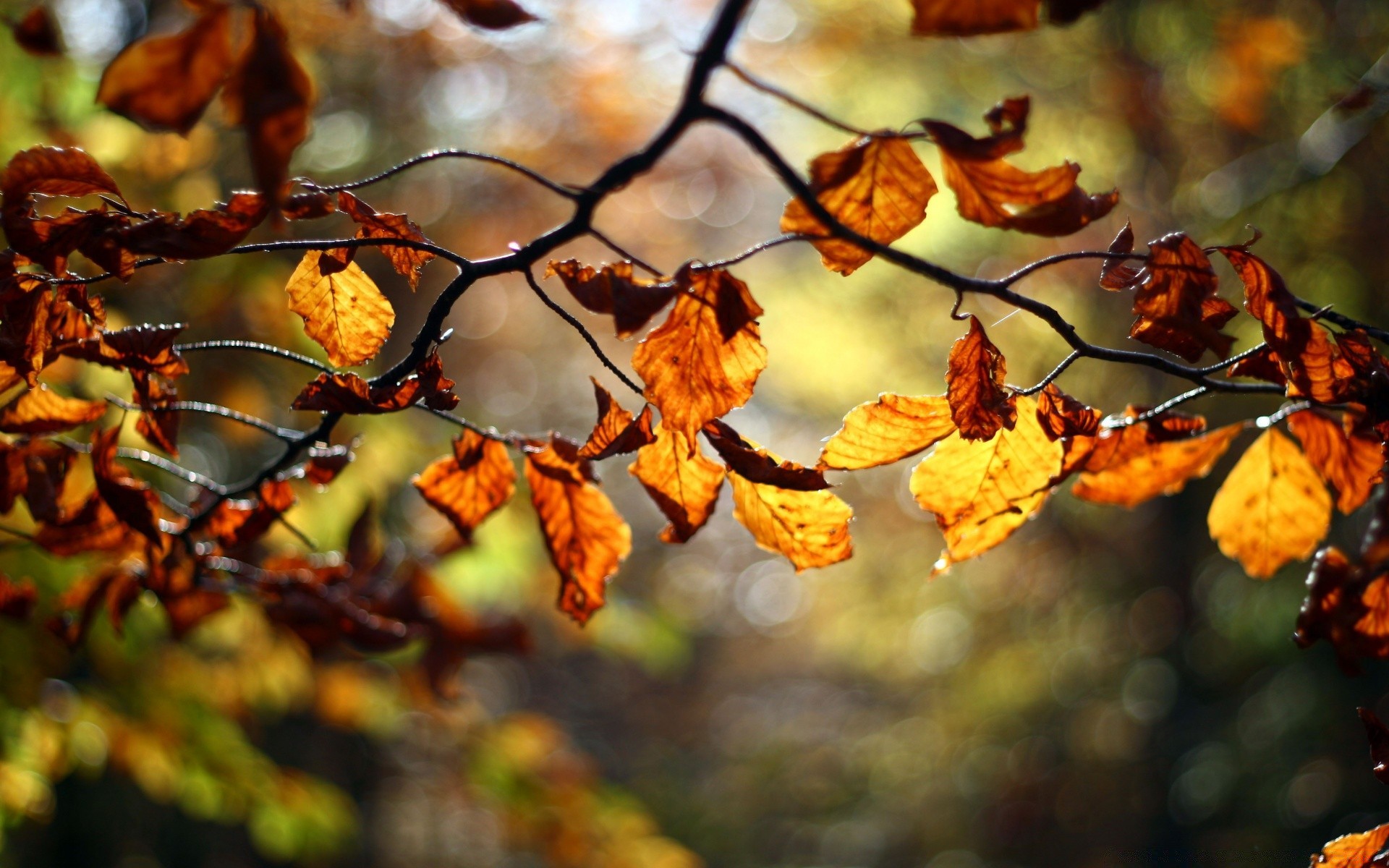 automne automne feuille arbre saison nature branche à l extérieur flore couleur parc or lumière érable lumineux