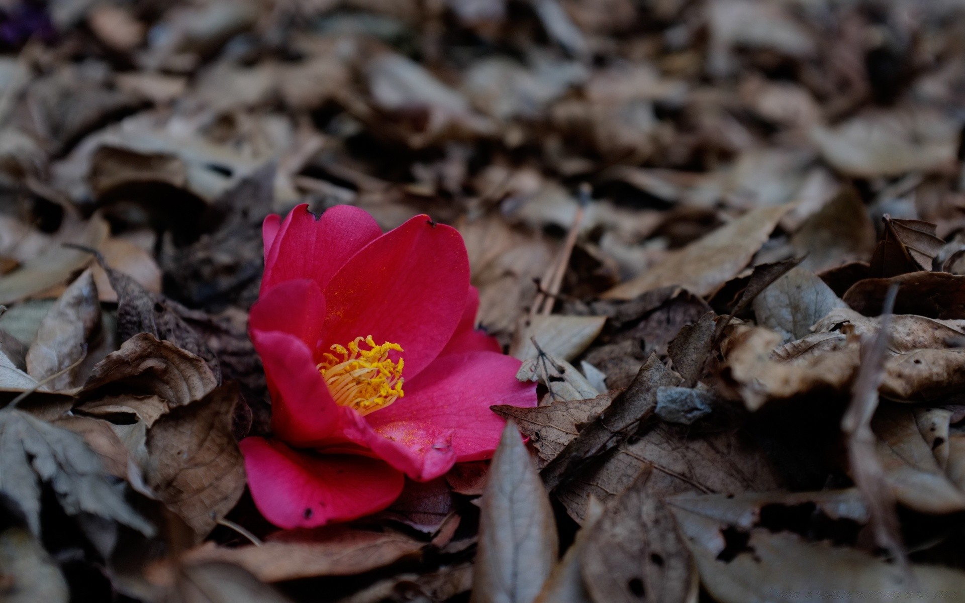 jesień natura liść jesień flora na zewnątrz kwiat ziemia drewno sezon środa drzewo suche zbliżenie