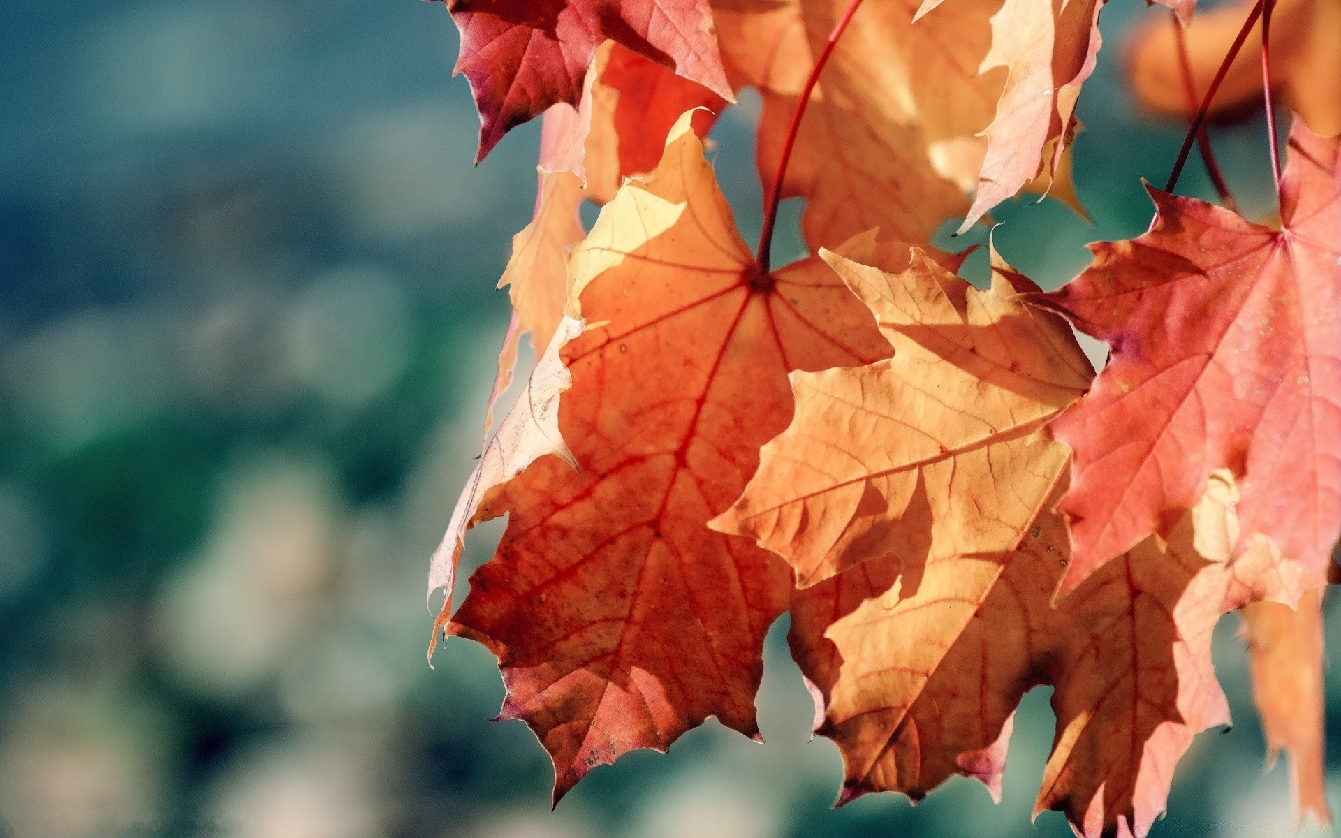 herbst blatt herbst ahorn natur flora saison hell farbe im freien baum desktop schließen