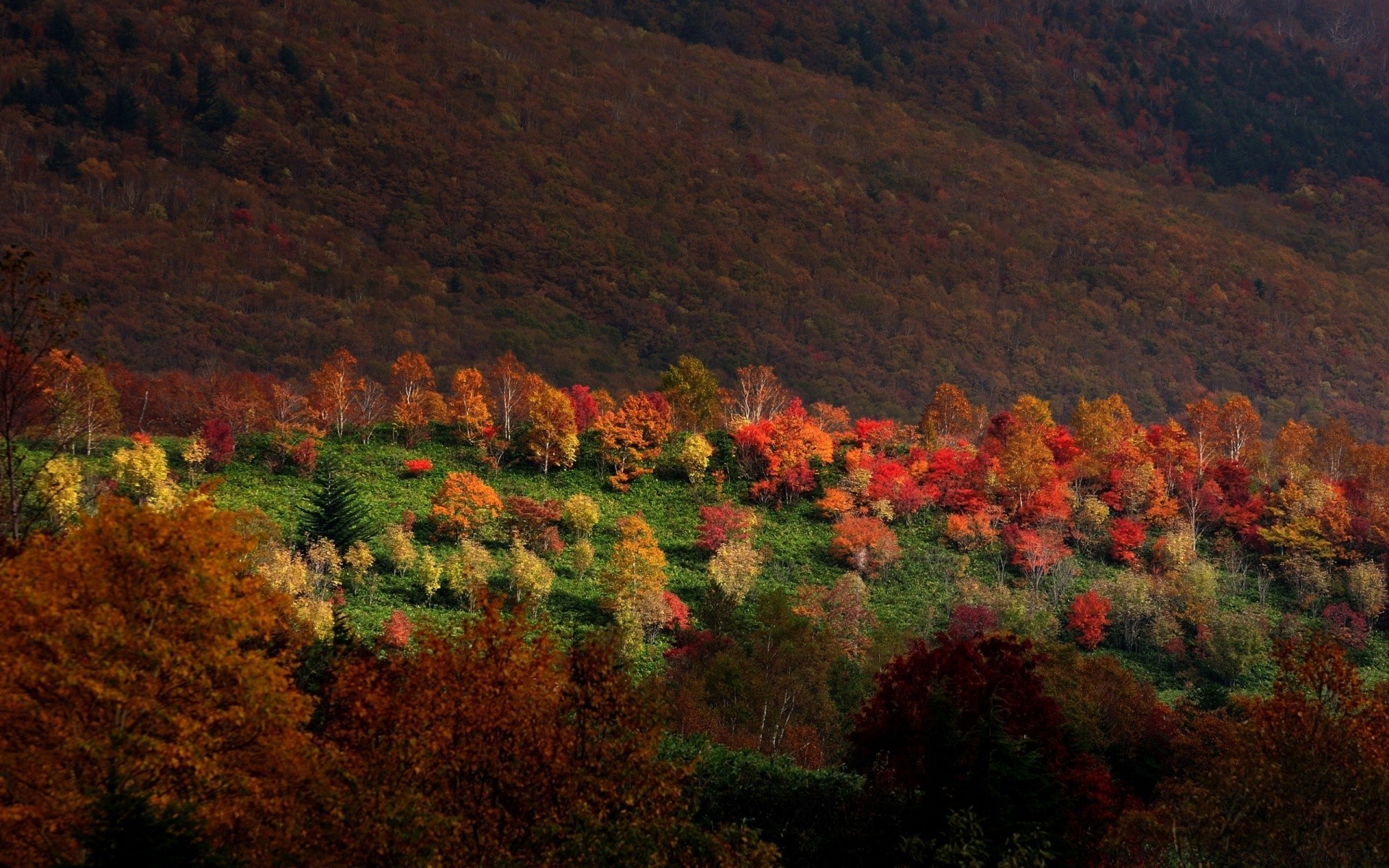 herbst im freien bebautes land herbst landschaft baum dämmerung reisen am abend sonnenuntergang tageslicht natur berge blatt himmel landschaftlich