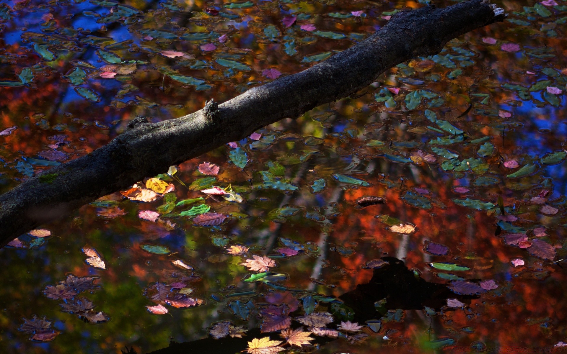 herbst herbst holz blatt holz park landschaft saison natur ahorn umwelt im freien filiale farbe fluss tageslicht wasser licht landschaftlich